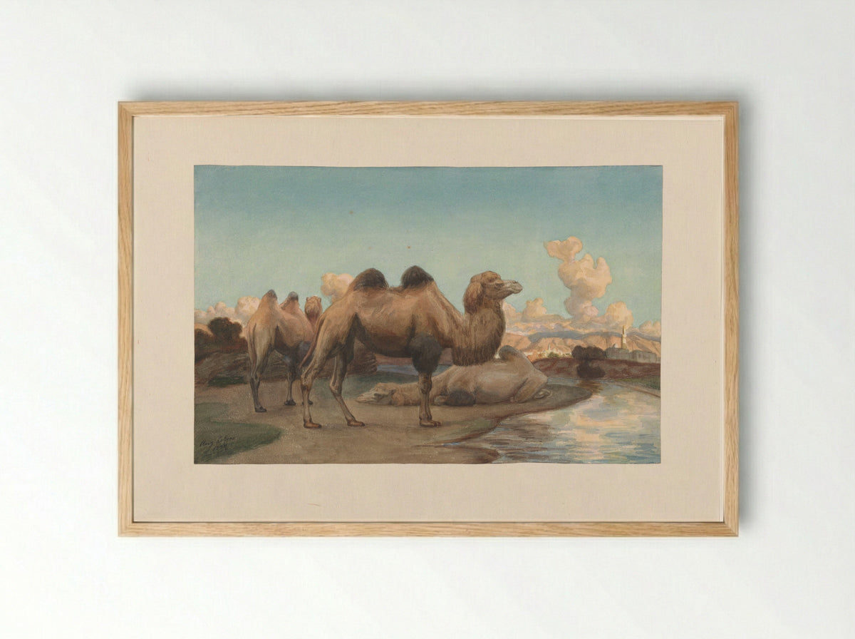 Kamelen in een landschap - August Le Gras - Framed Print Wood