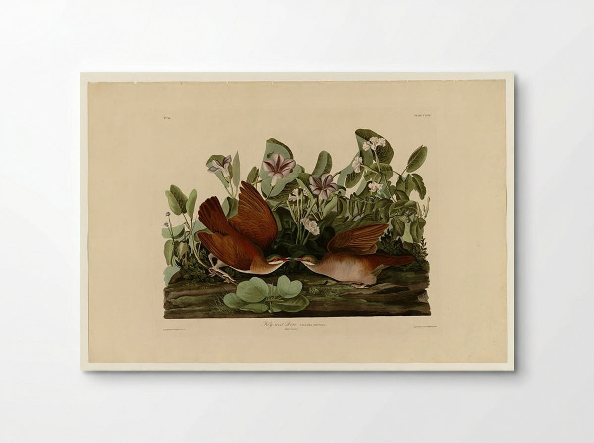 Key-west Dove (Plate 167) - John James Audubon - Poster