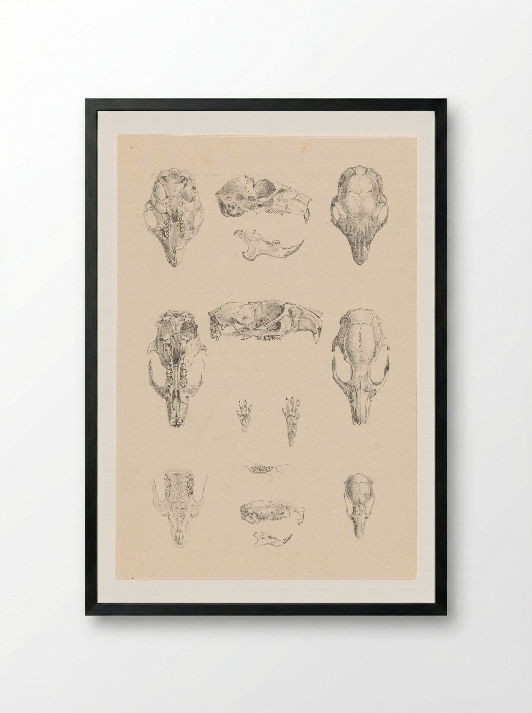Knaagdierschedels (Rodent Skulls) - Theo van Hoytema - Framed Print Black