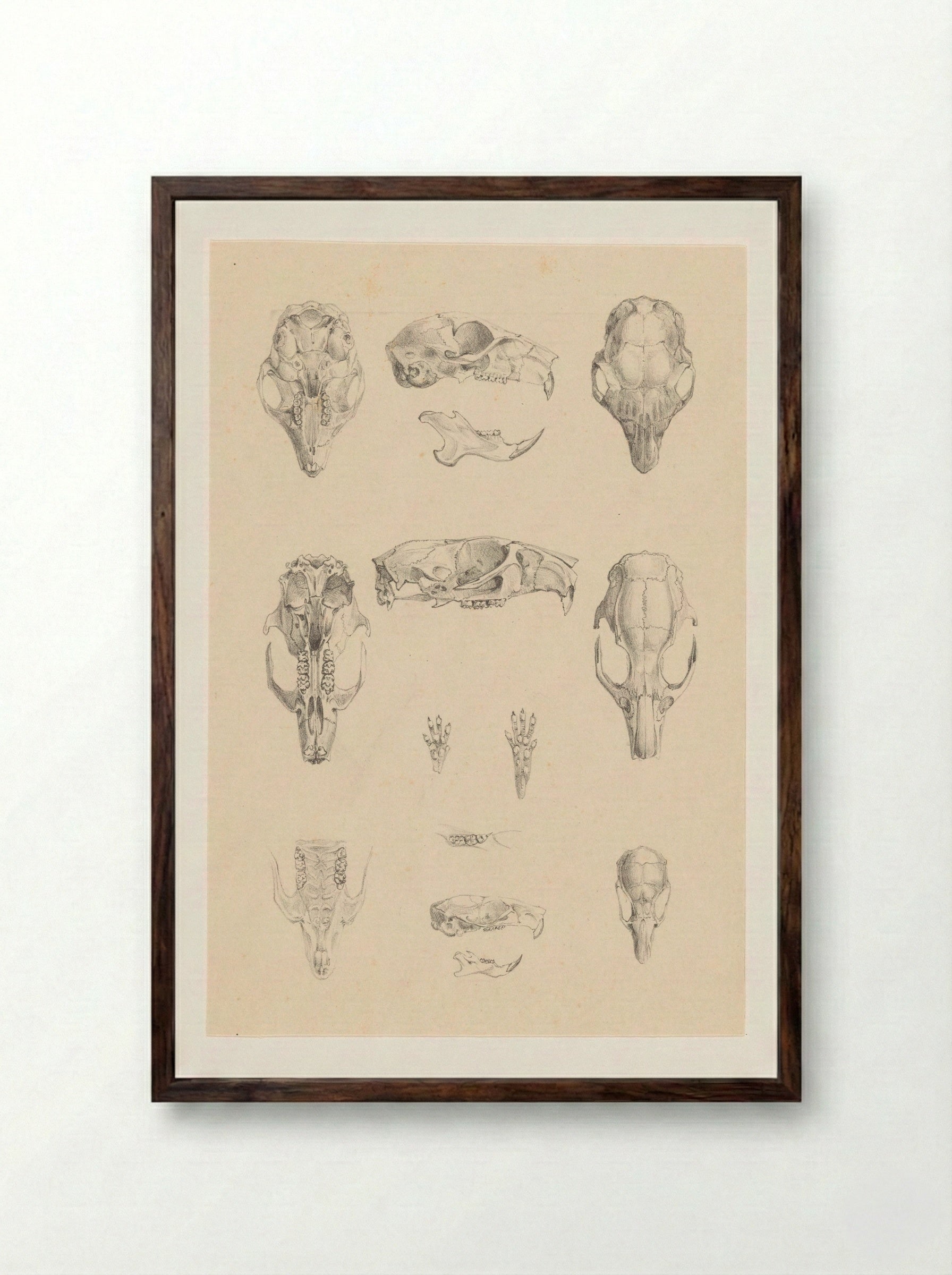 Knaagdierschedels (Rodent Skulls) - Theo van Hoytema - Framed Print Dark Wood