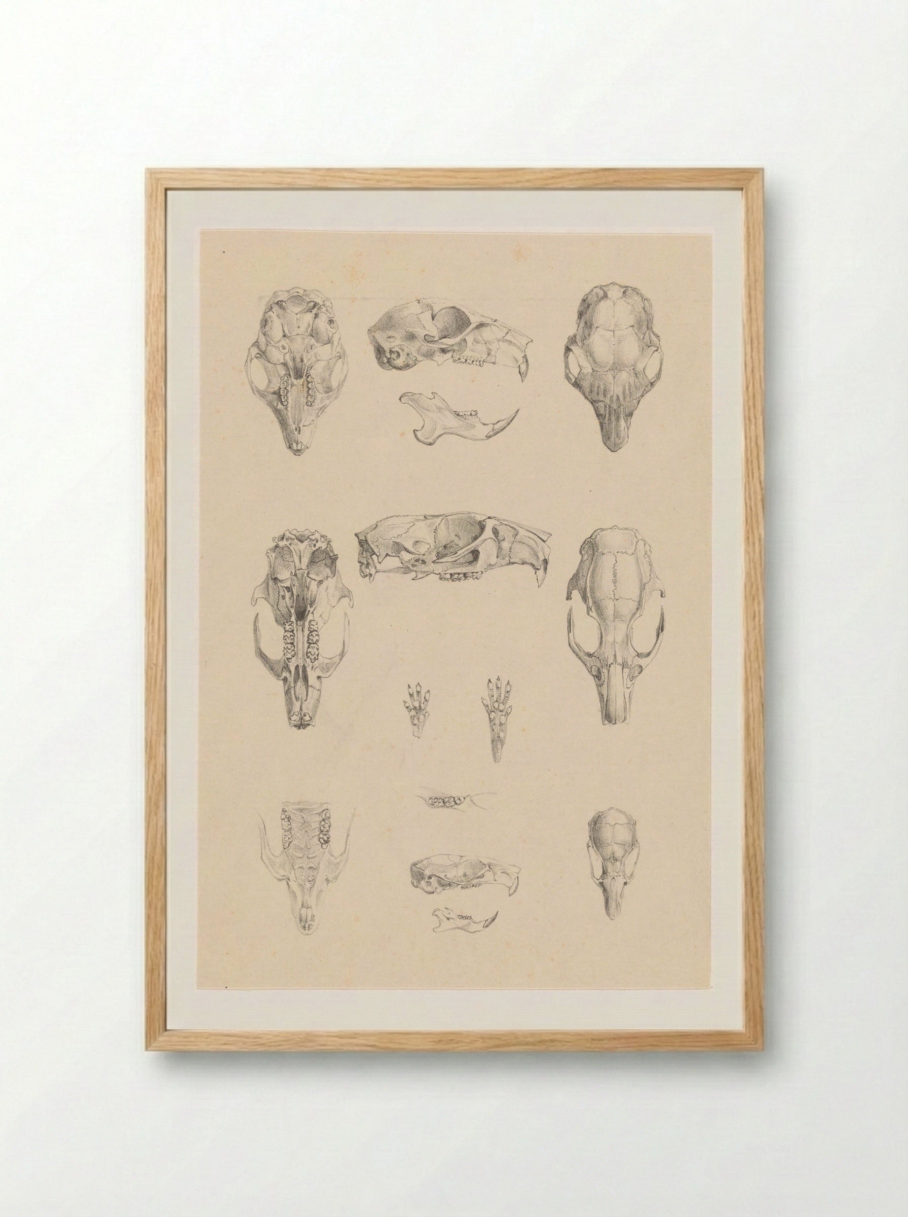 Knaagdierschedels (Rodent Skulls) - Theo van Hoytema - Framed Print Wood