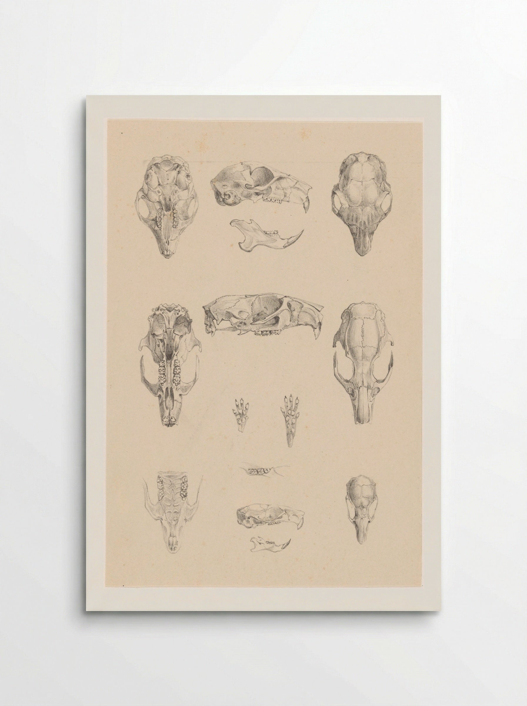 Knaagdierschedels (Rodent Skulls) - Theo van Hoytema - Poster
