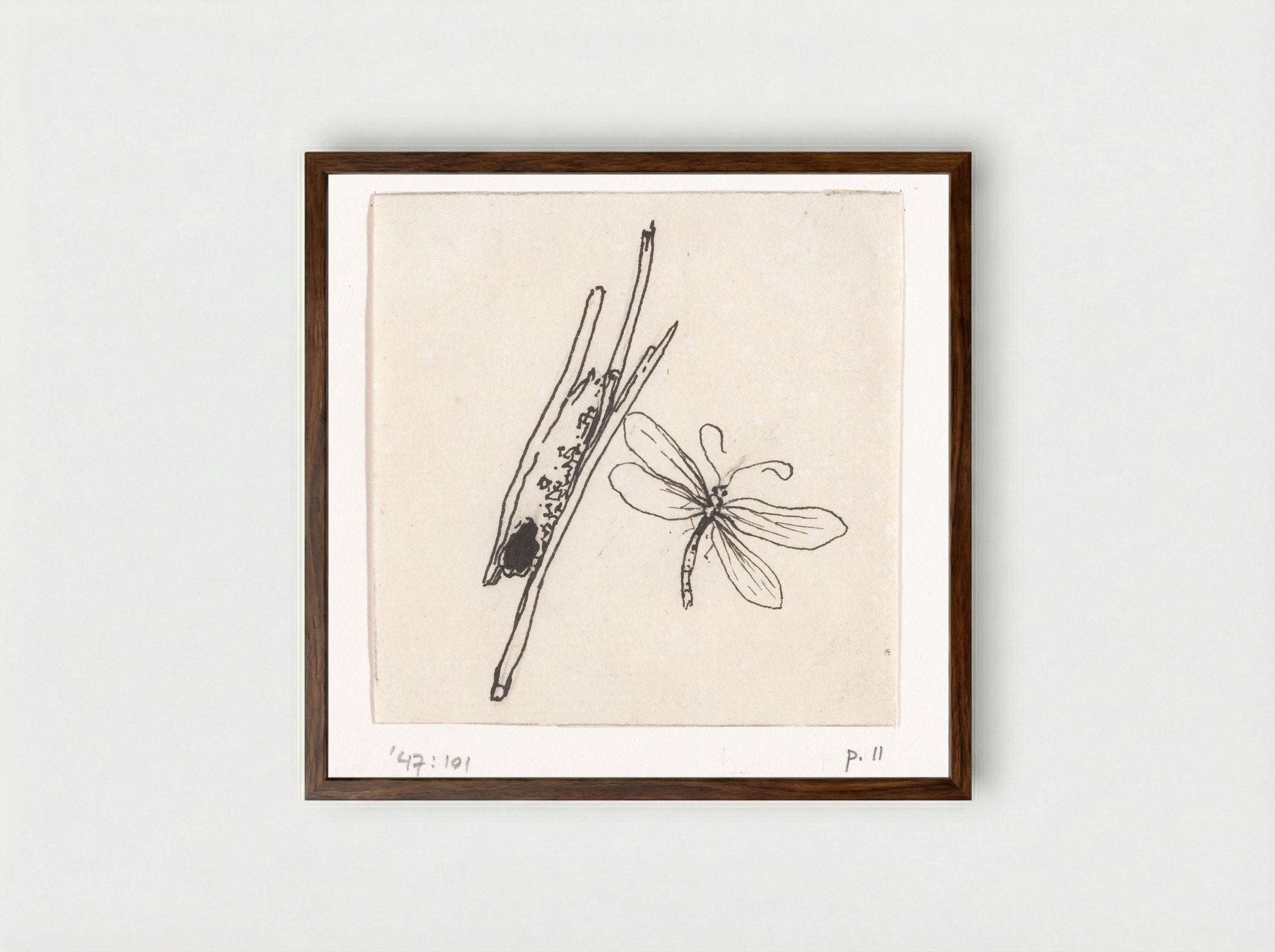 Kokerworm (Caddisfly Larva) - Willem Wenckebach - Framed Print Dark Wood