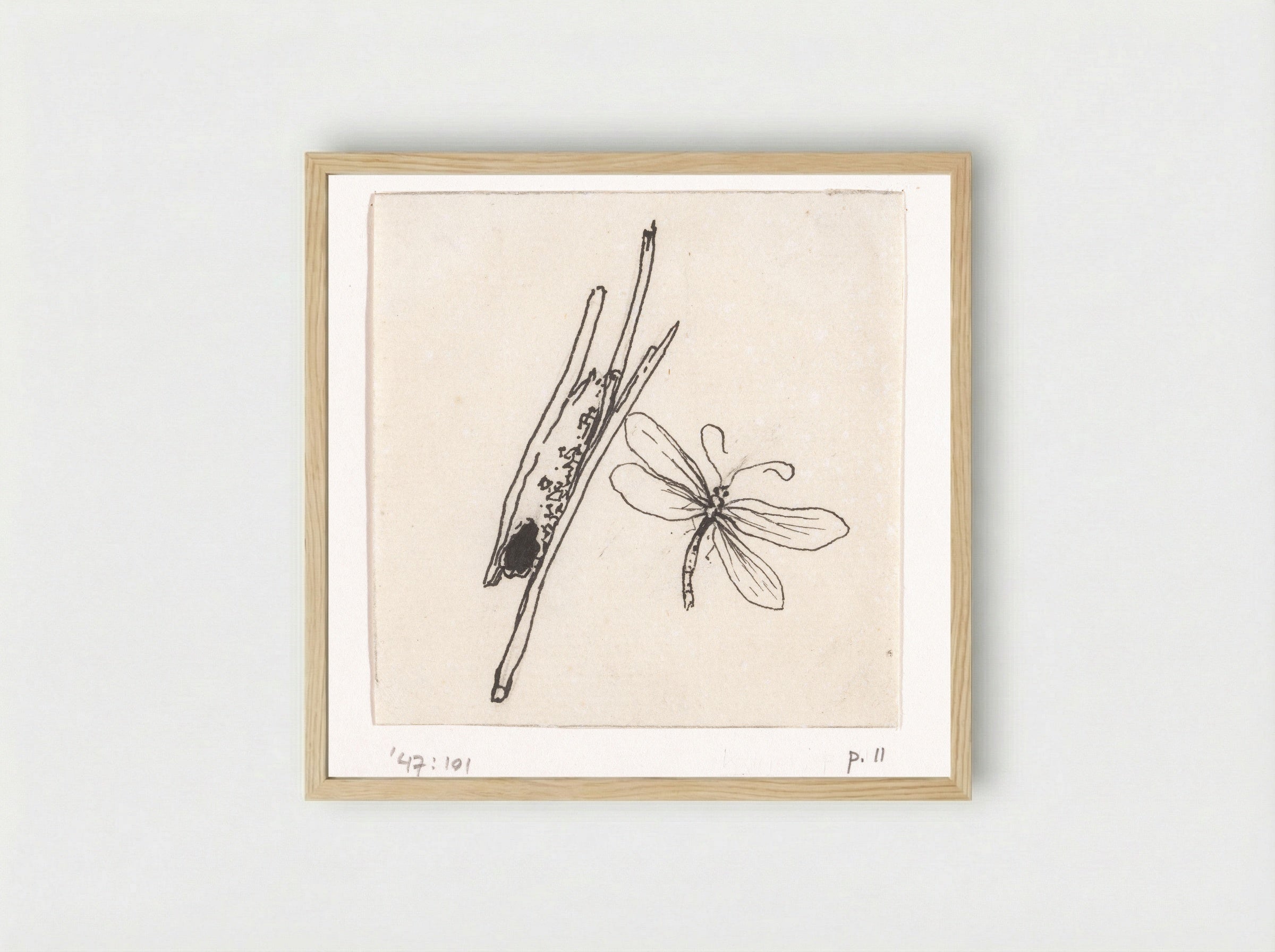 Kokerworm (Caddisfly Larva) - Willem Wenckebach - Framed Print Wood