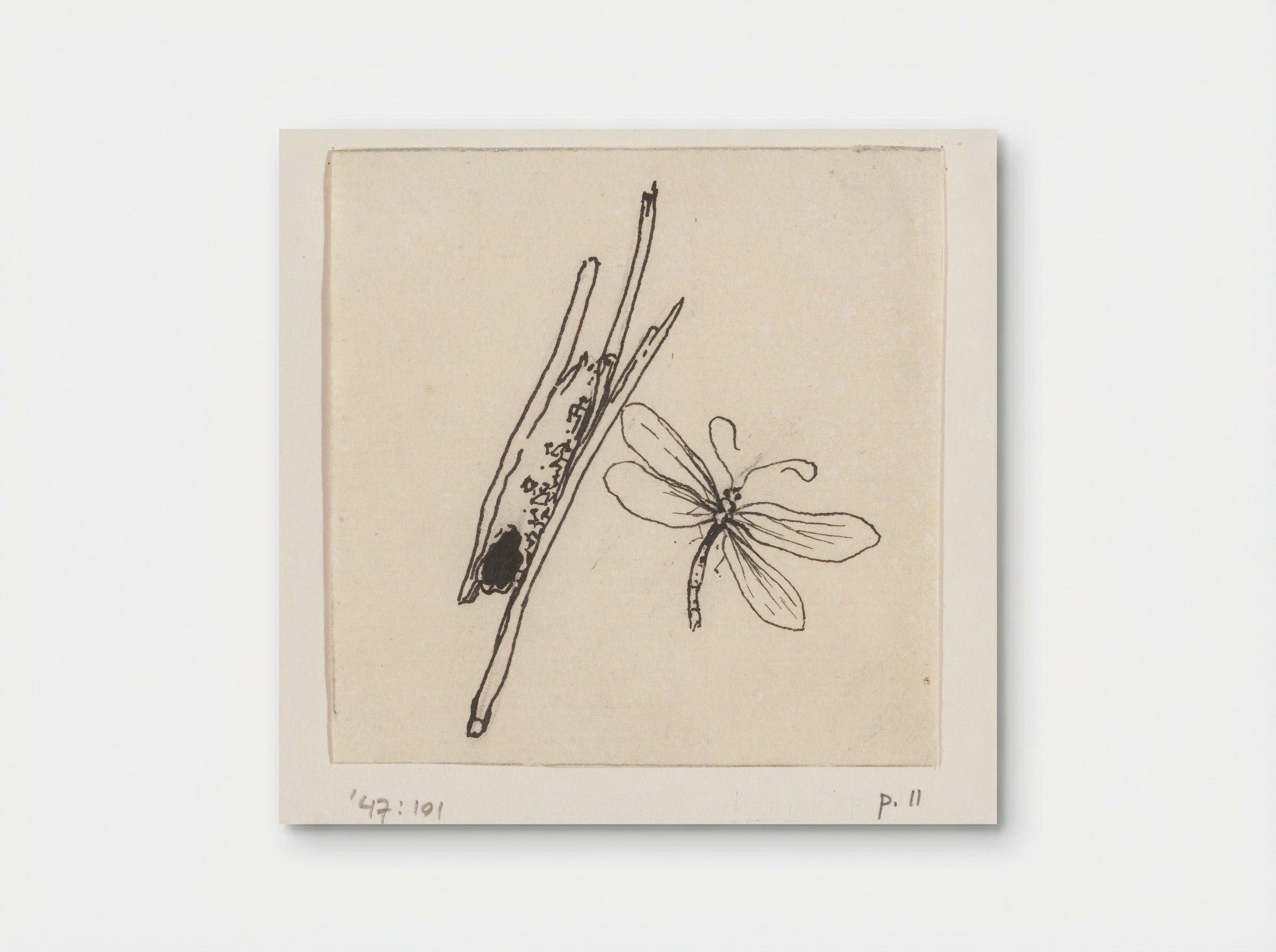 Kokerworm (Caddisfly Larva) - Willem Wenckebach - Poster