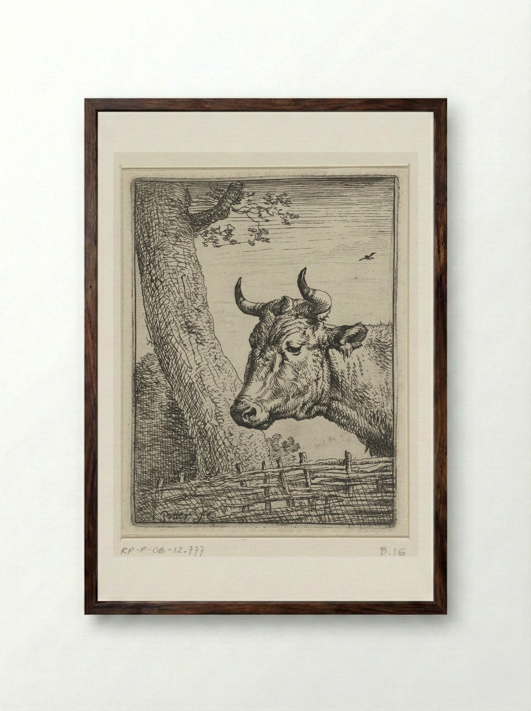 Kop van een koe (Head of a Cow) - Paulus Potter - Framed Print Dark Wood