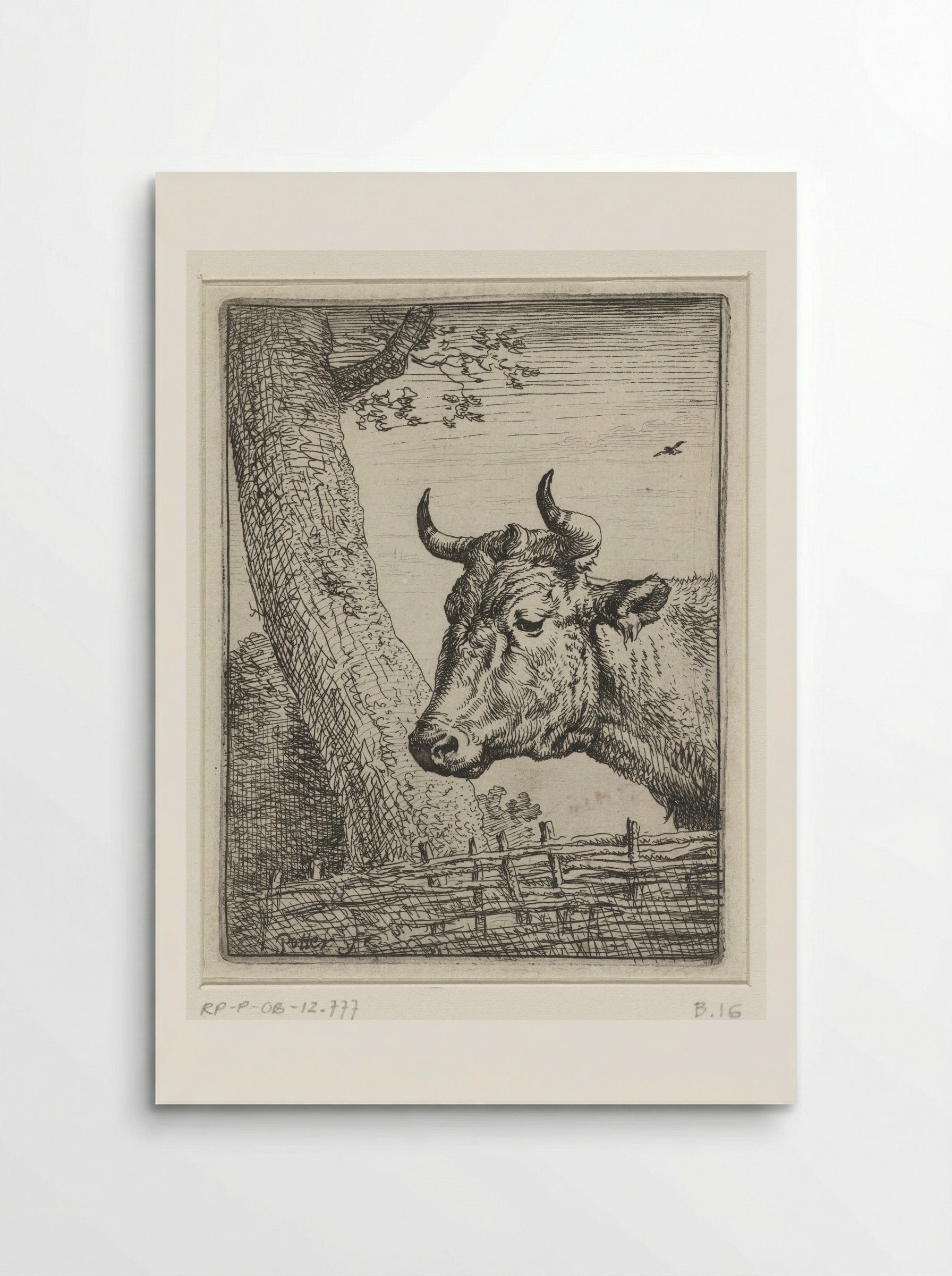Kop van een koe (Head of a Cow) - Paulus Potter - Poster