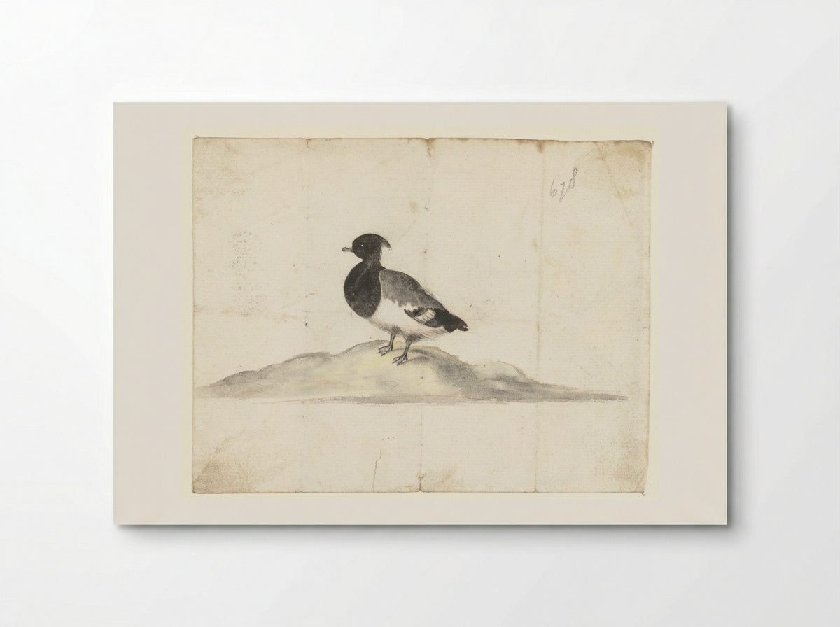Kuifeend (Tufted Duck) - Anna Cornelia Moda - Poster