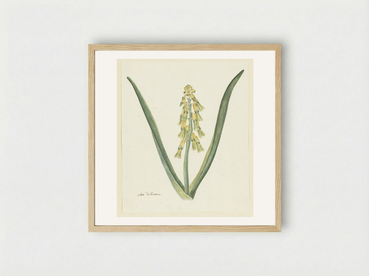 Lachenalia aloides - Robert Jacob Gordon - Framed Print Wood