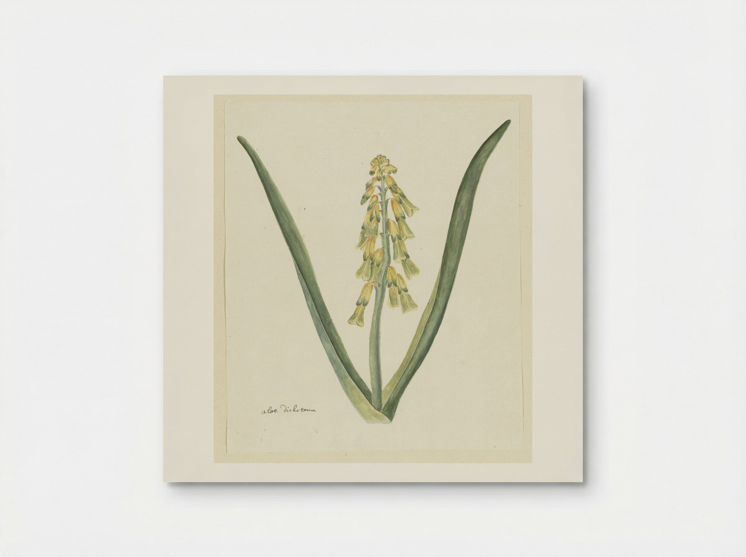 Lachenalia aloides - Robert Jacob Gordon - Poster