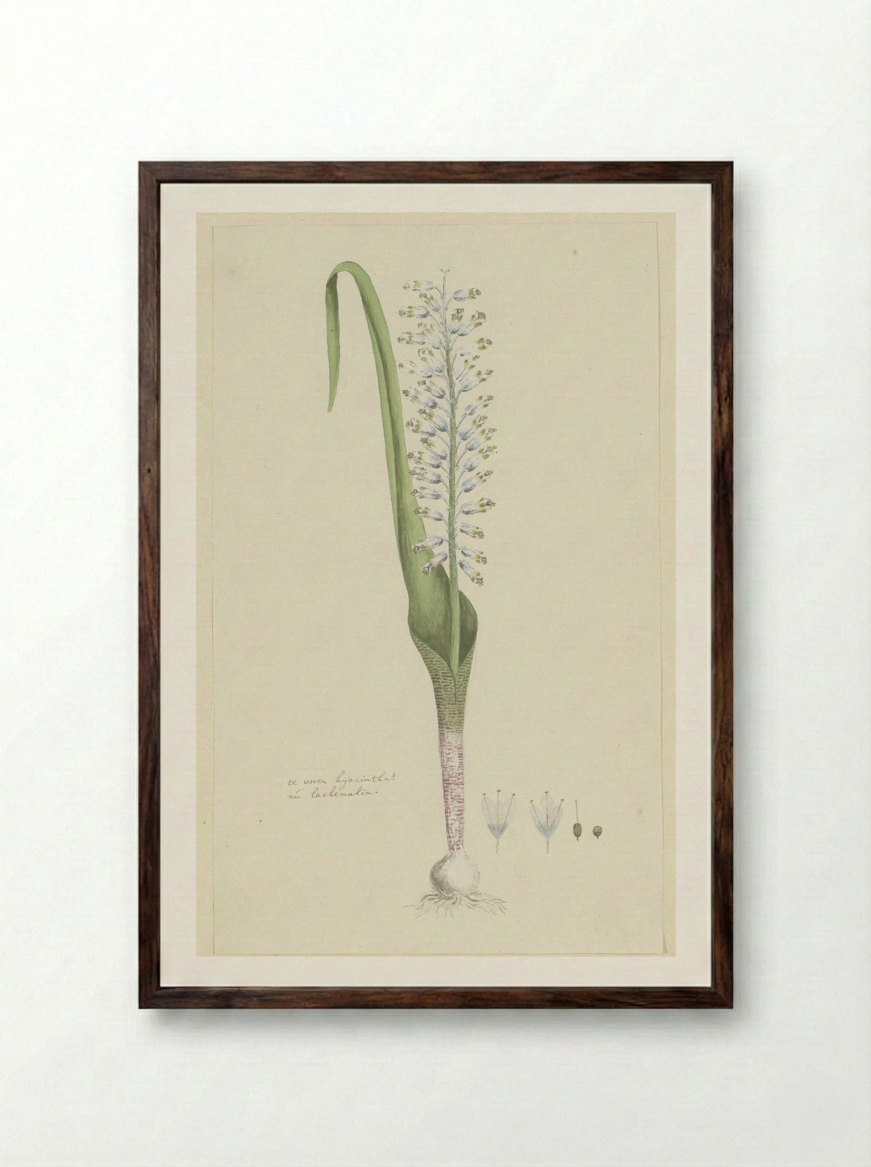 Lachenalia unifolia - Robert Jacob Gordon - Framed Print Dark Wood