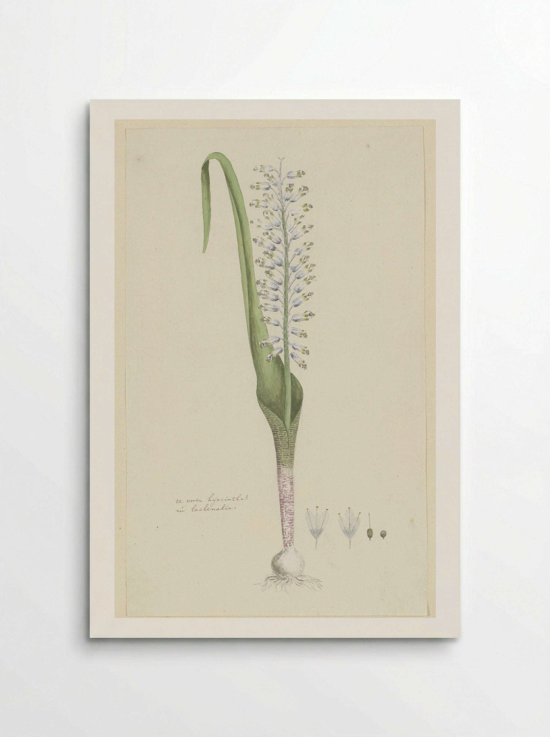 Lachenalia unifolia - Robert Jacob Gordon - Poster