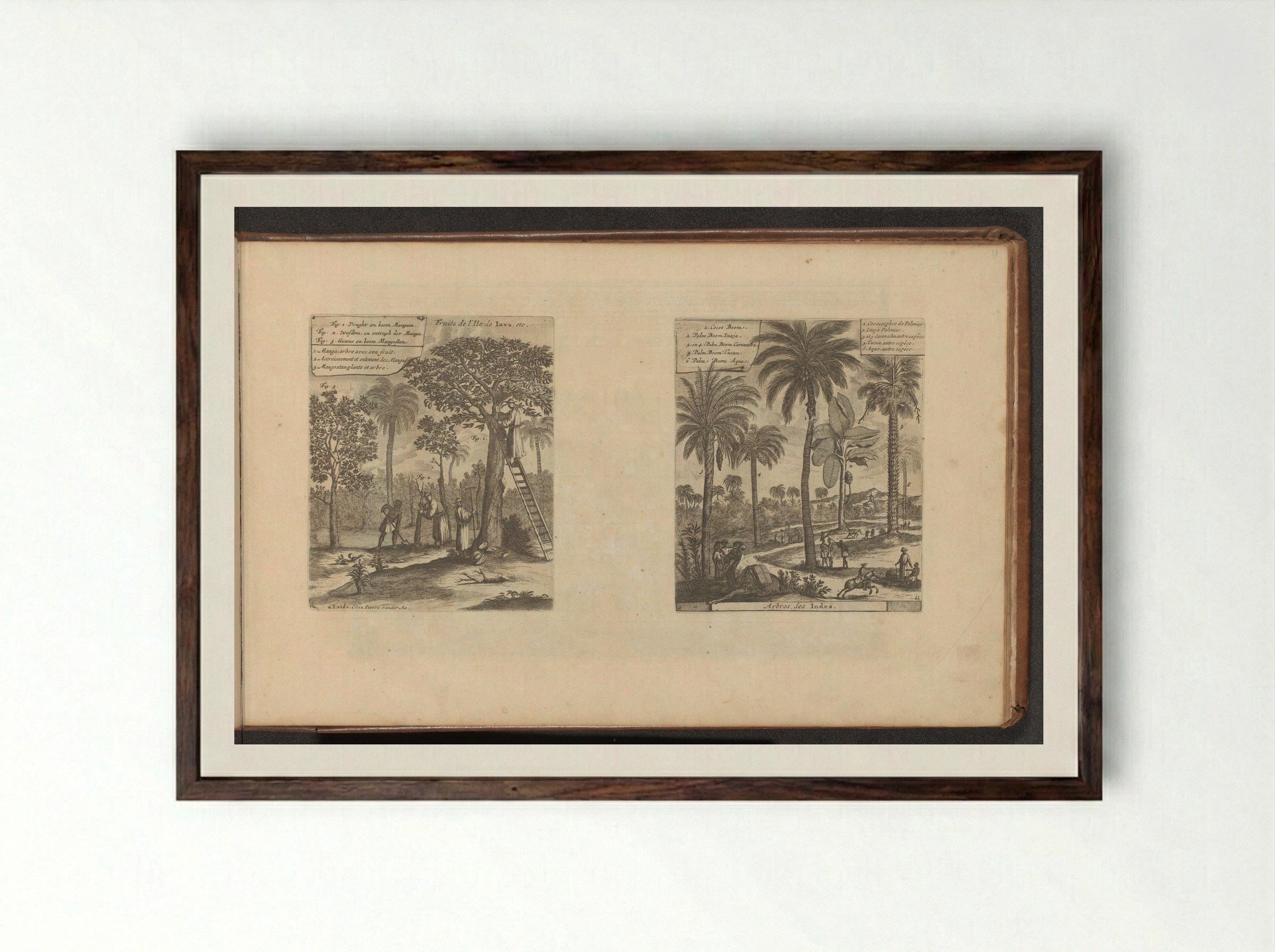 Landschappen met mangobomen, kokos- en palmbomen - Romeyn de Hooghe - Framed Print Dark Wood
