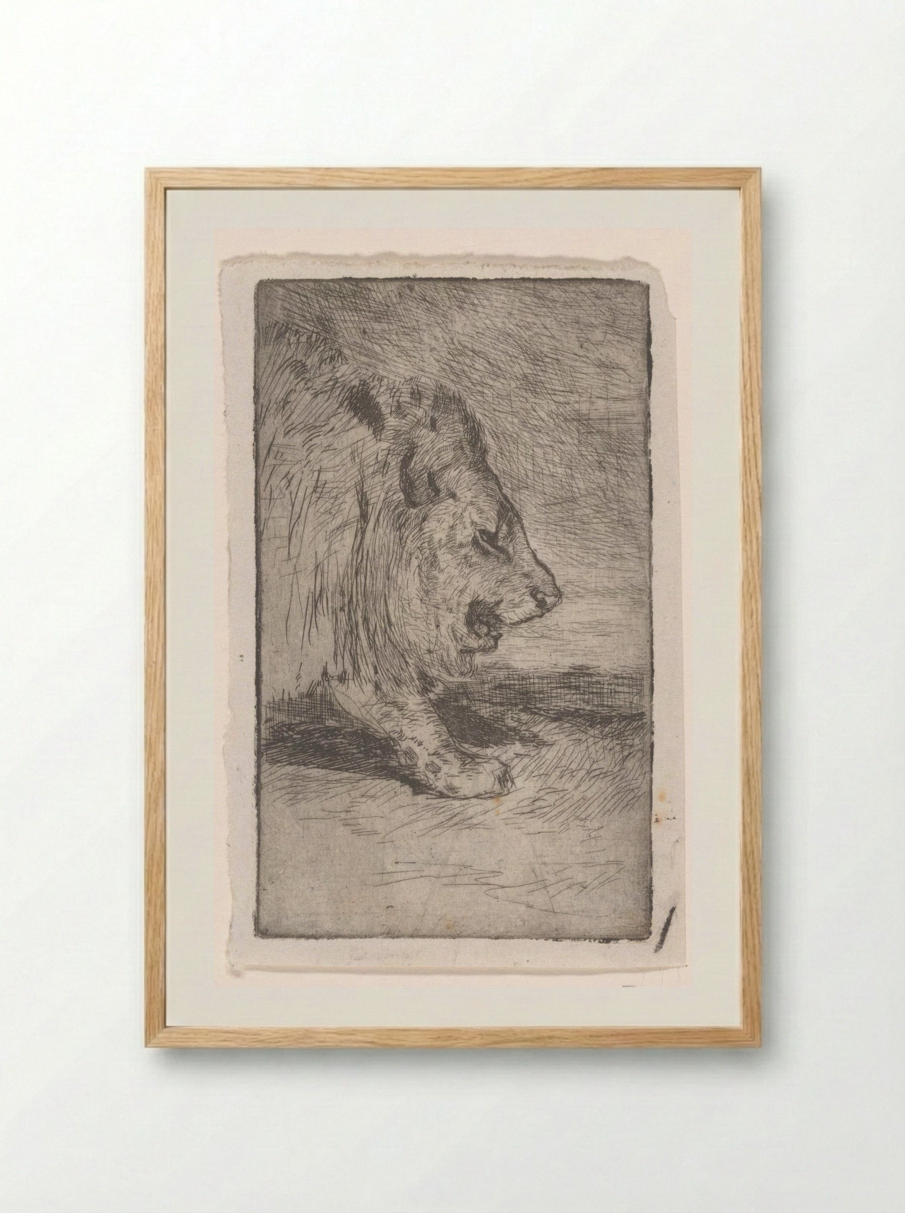 Leeuw (Lion) - Philip Zilcken - Framed Print Wood