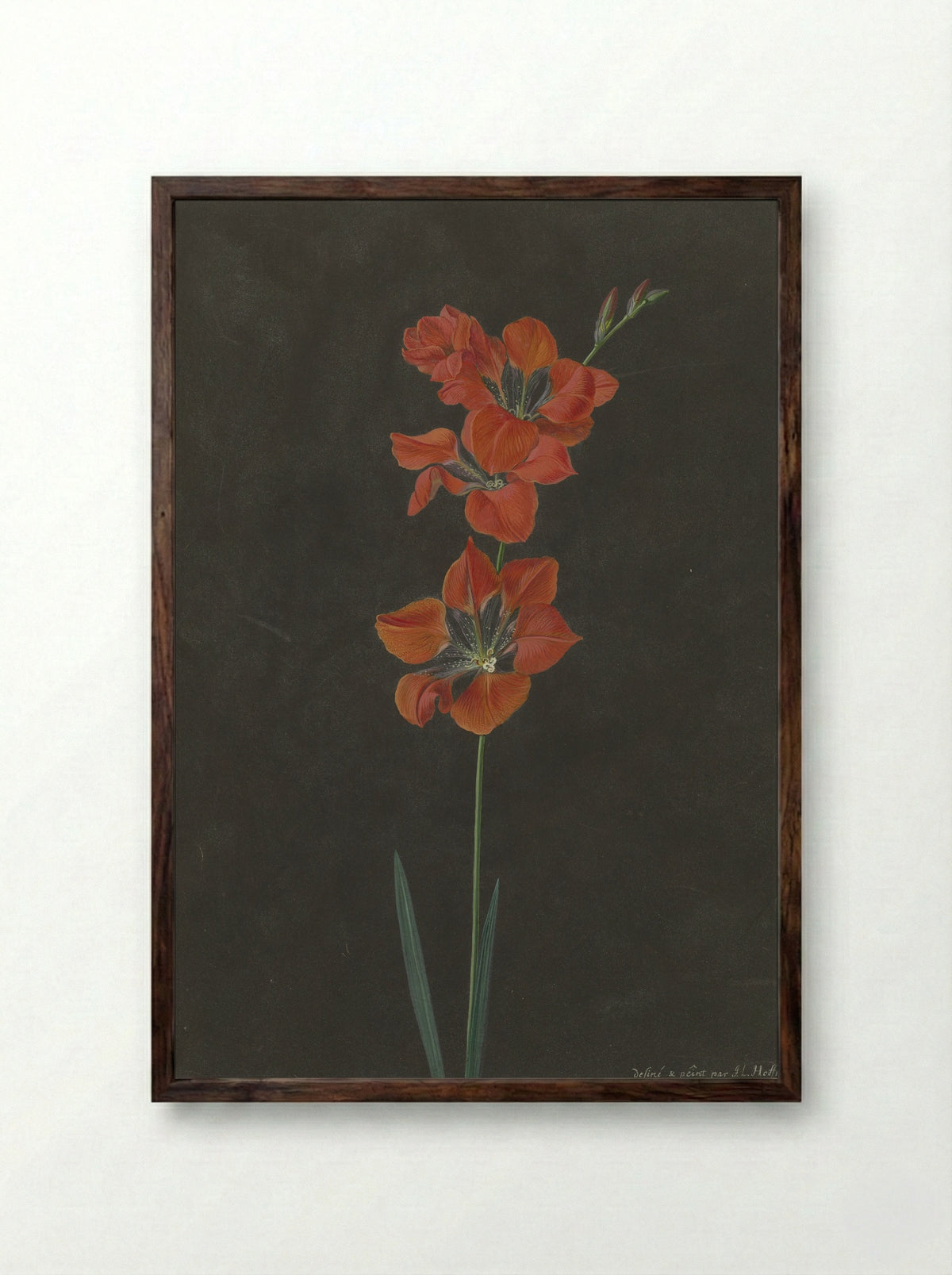 Lelie - F. L. Hoffmann - Framed Print Dark Wood
