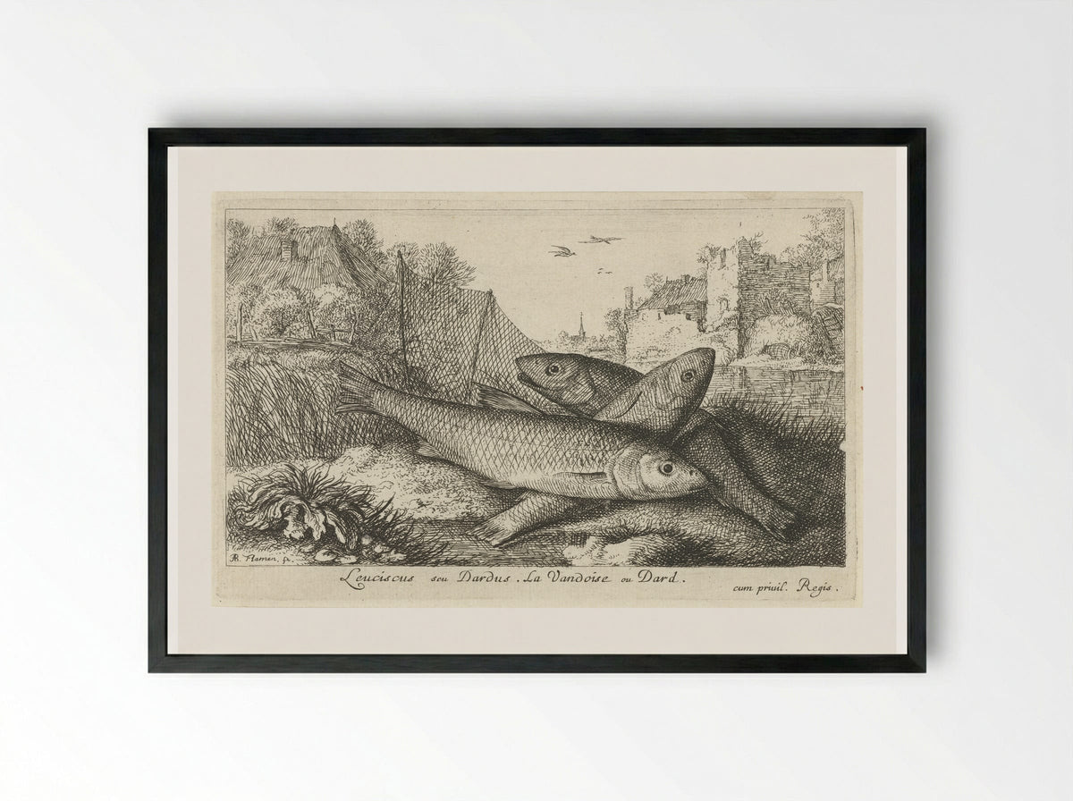 Leuciscus seu Dardus - Albert Flamen - Framed Print Black