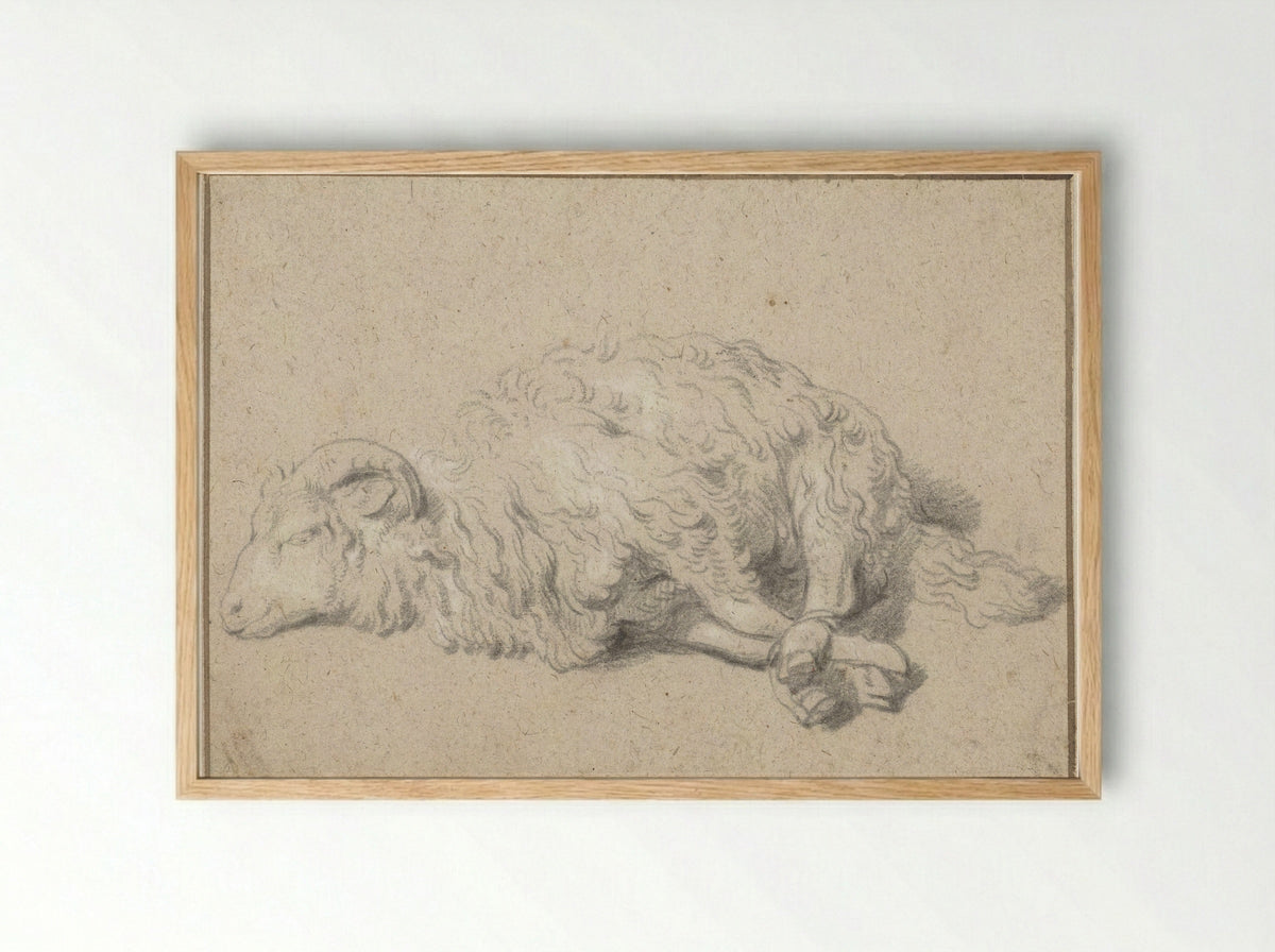 Liggend schaap met vastgebonden poten - Jan Baptist Weenix - Framed Print Wood