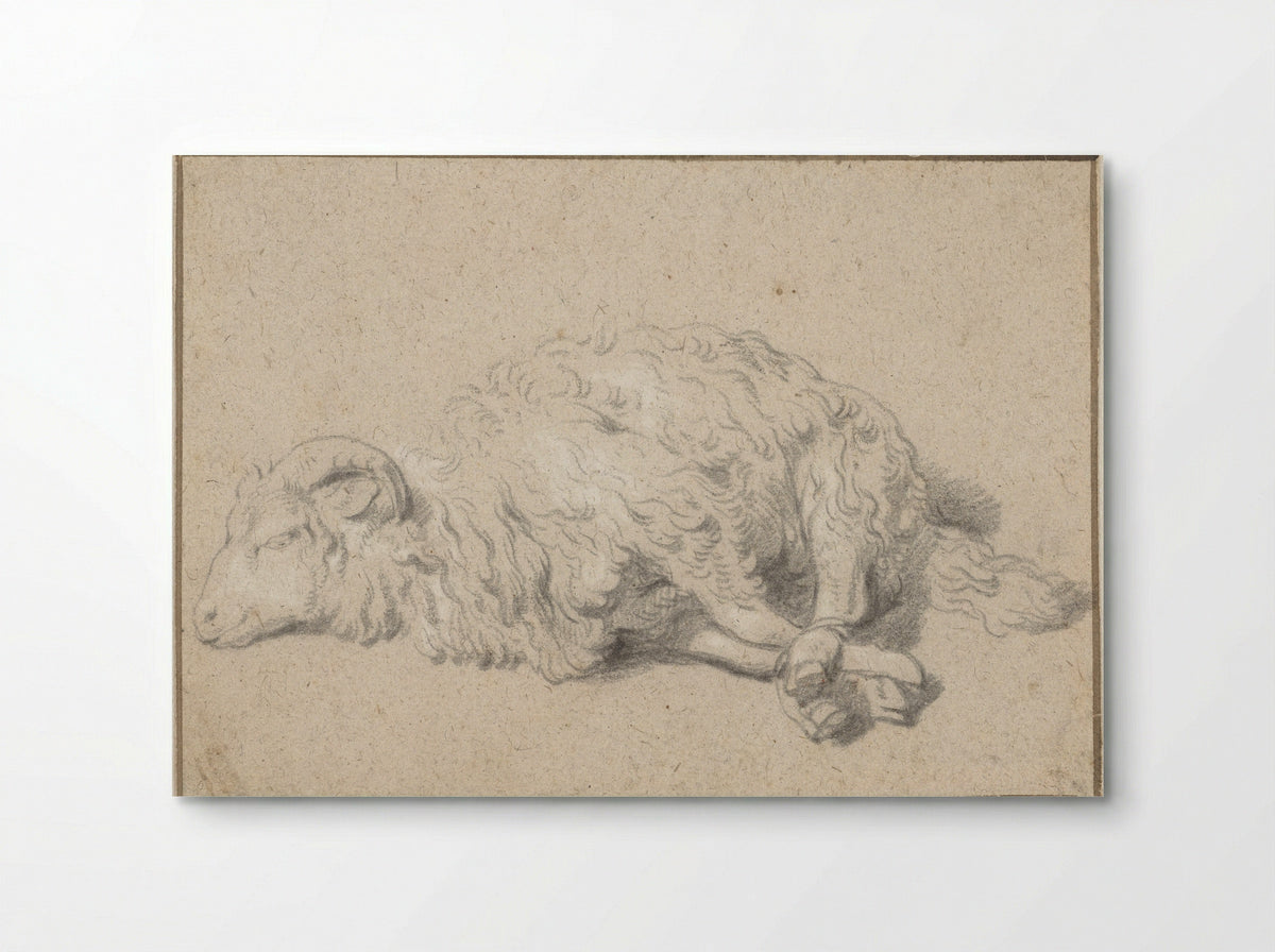 Liggend schaap met vastgebonden poten - Jan Baptist Weenix - Poster