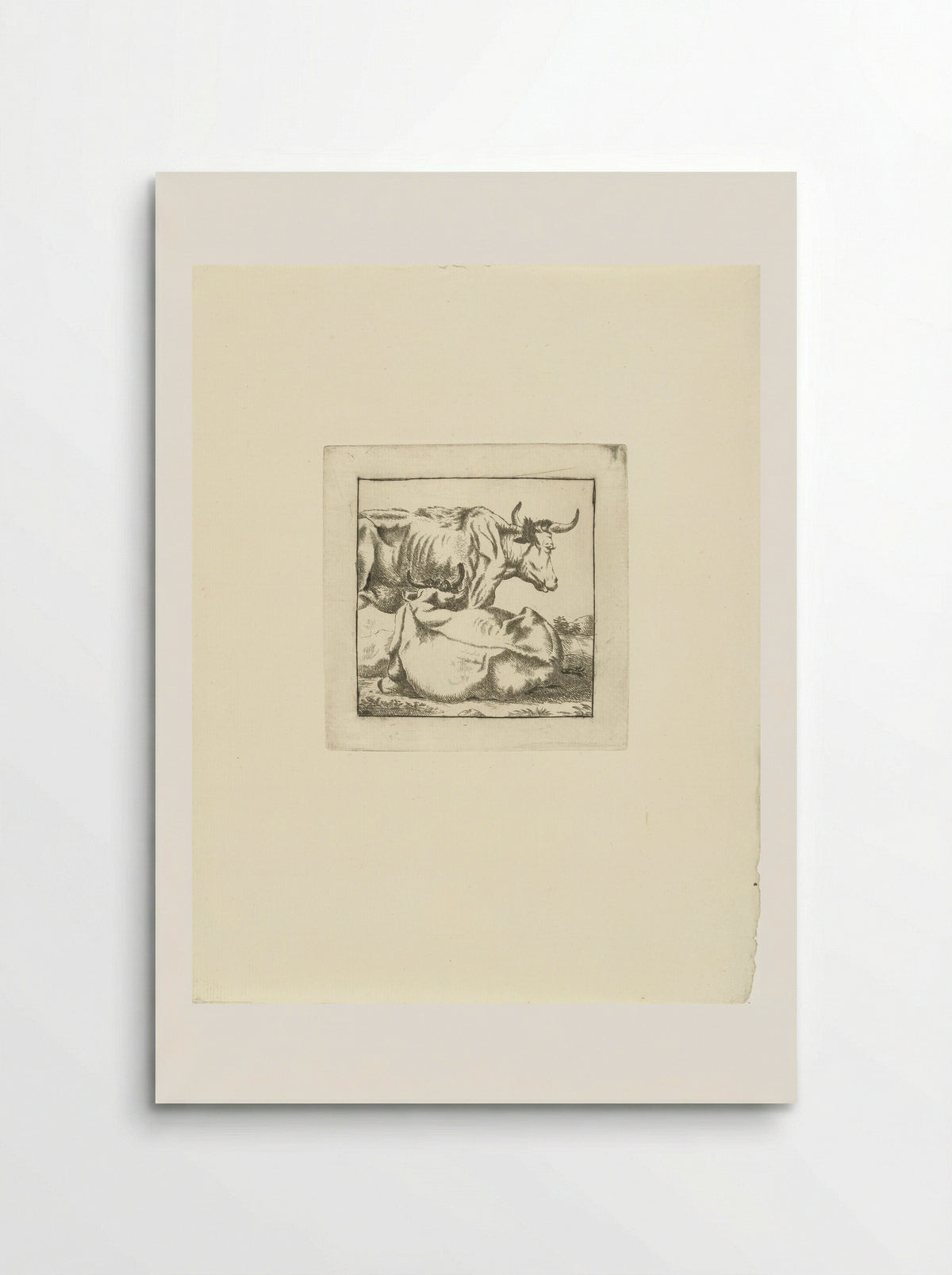 Liggende en staande koe - G. van Citters - Poster