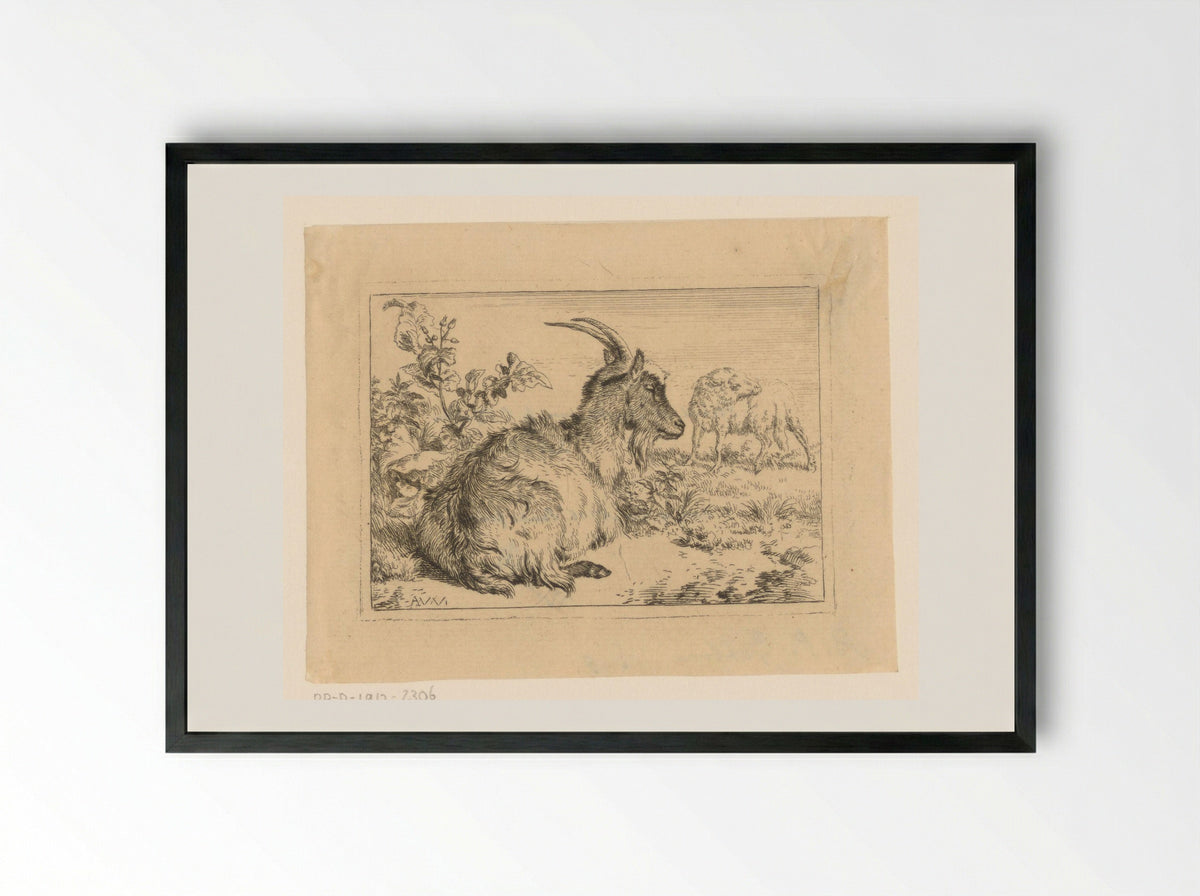 Liggende geit (Reclining Goat) - Benjamin Phelps Gibbon - Framed Print Black