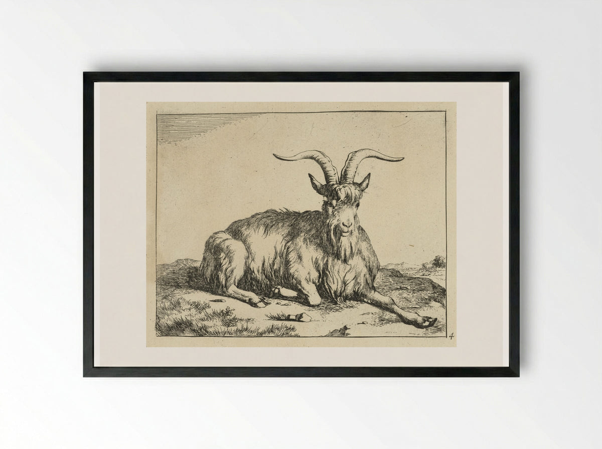 Liggende geit de voorpoot uitgestrekt - Marcus de Bye - Framed Print Black