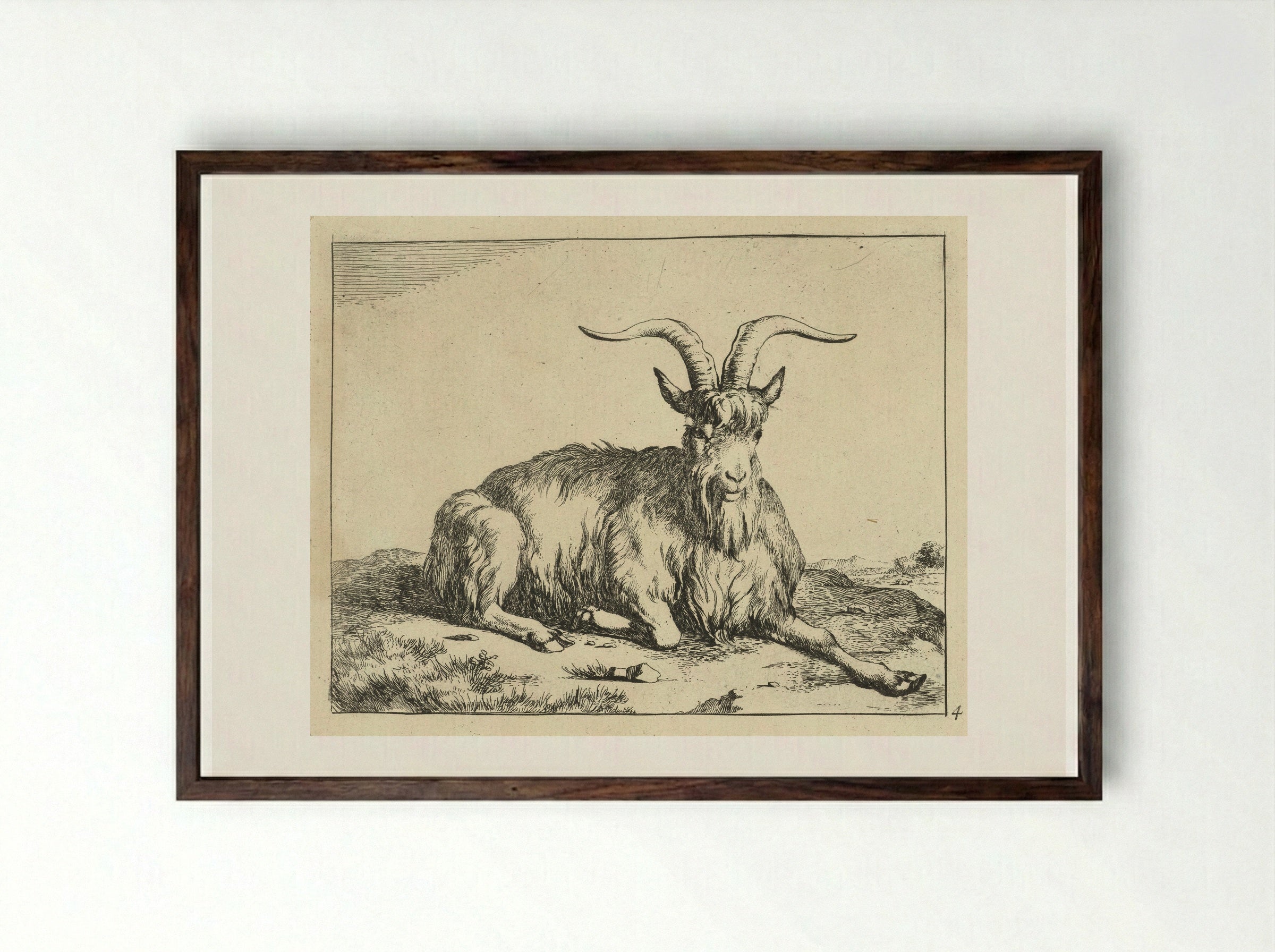 Liggende geit de voorpoot uitgestrekt - Marcus de Bye - Framed Print Dark Wood