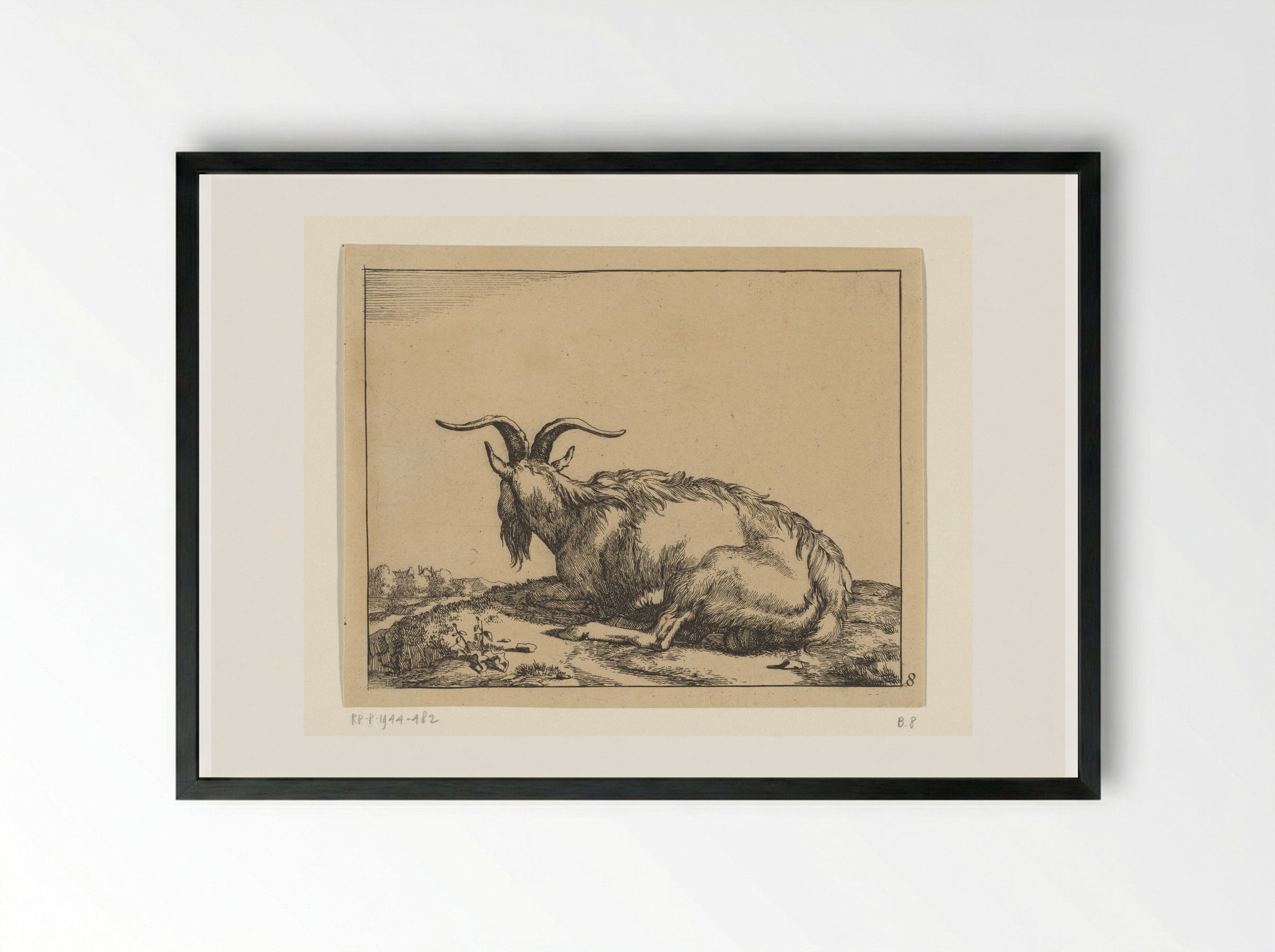Liggende geit van achter gezien - Marcus de Bye - Framed Print Black