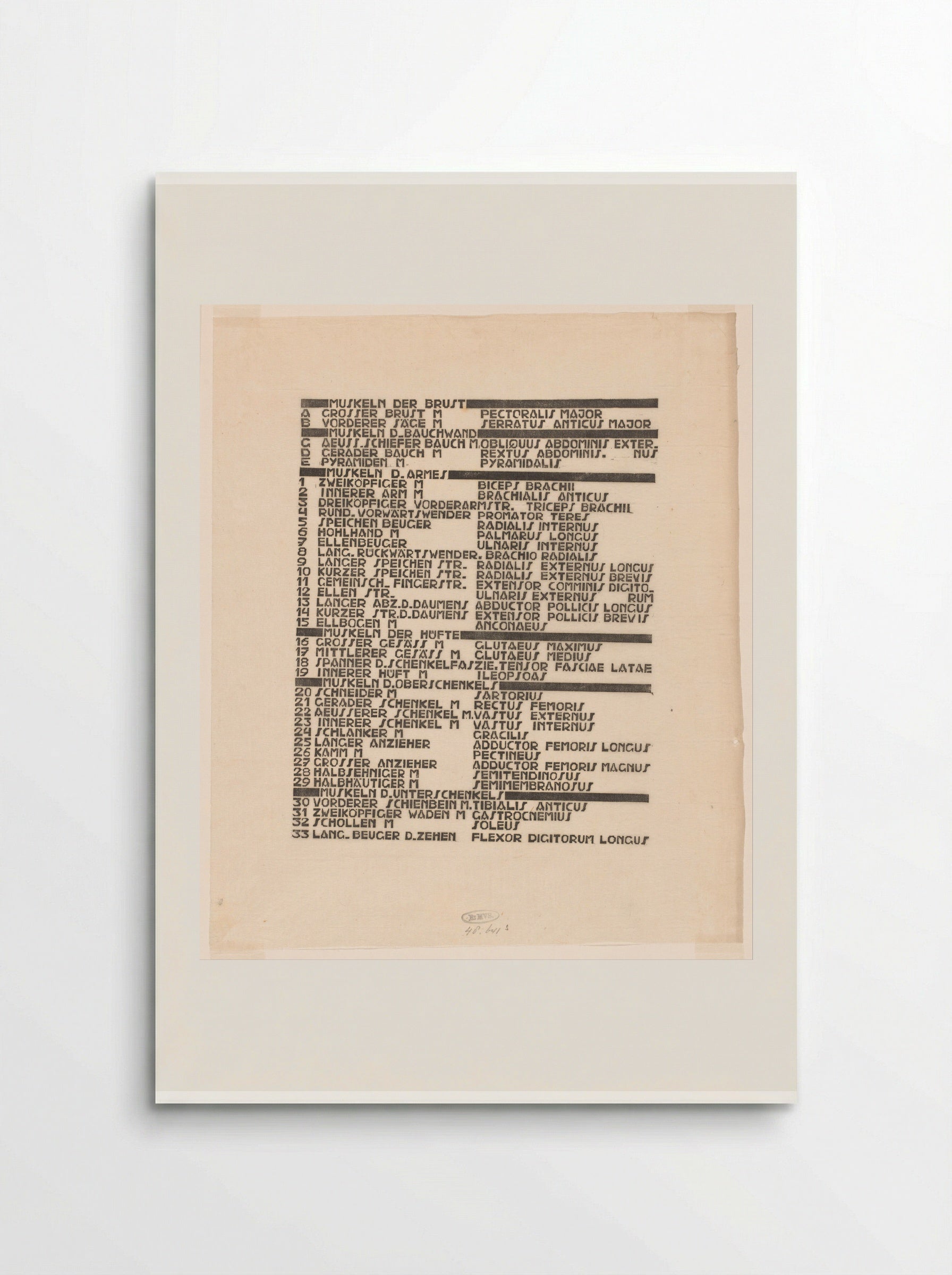 Lijst van borst-, arm- en beenspieren in Duits en Latijn - Reijer Stolk - Poster