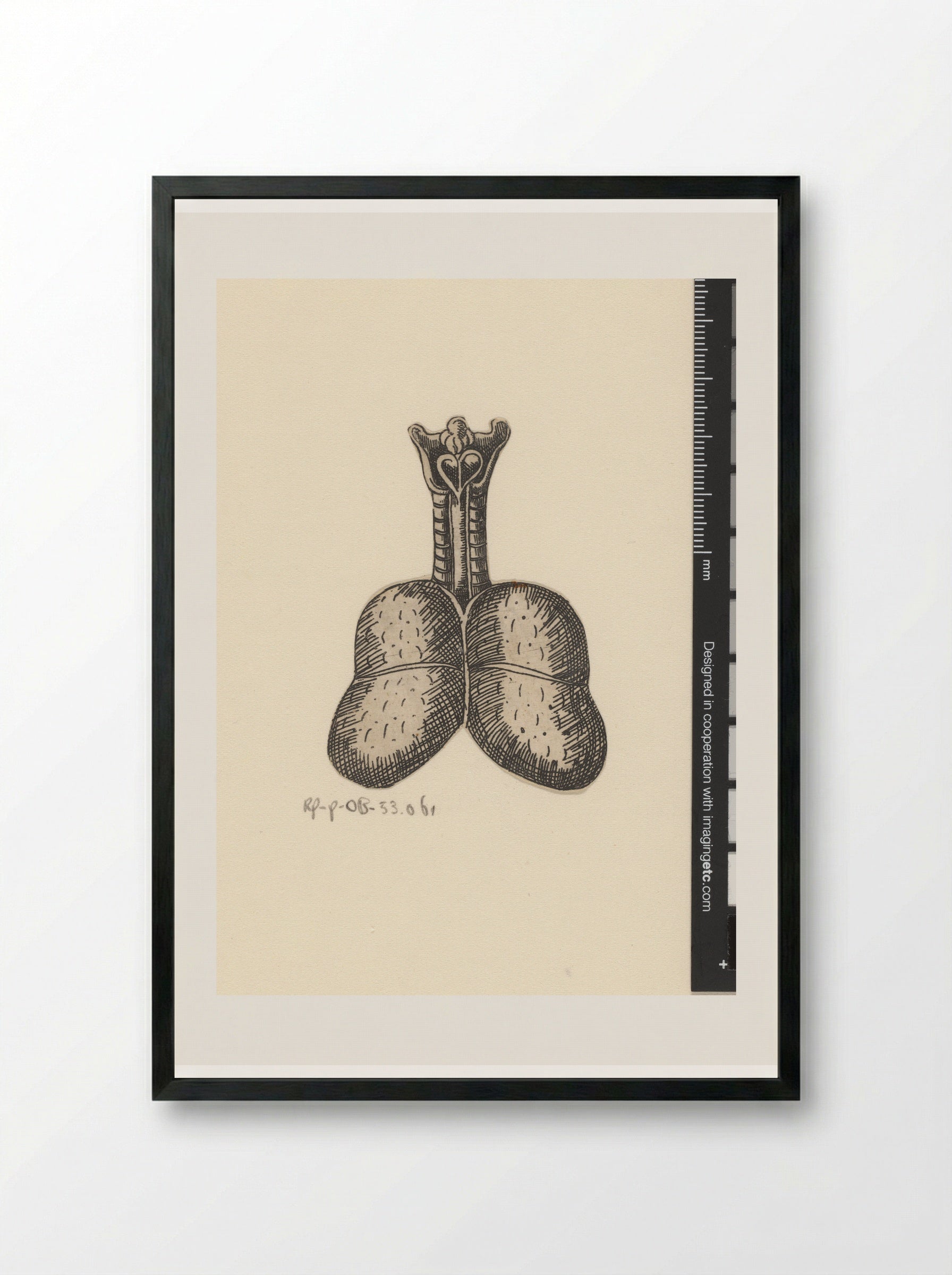 Longen en luchtpijp - Lucas Kilian - Framed Print Black