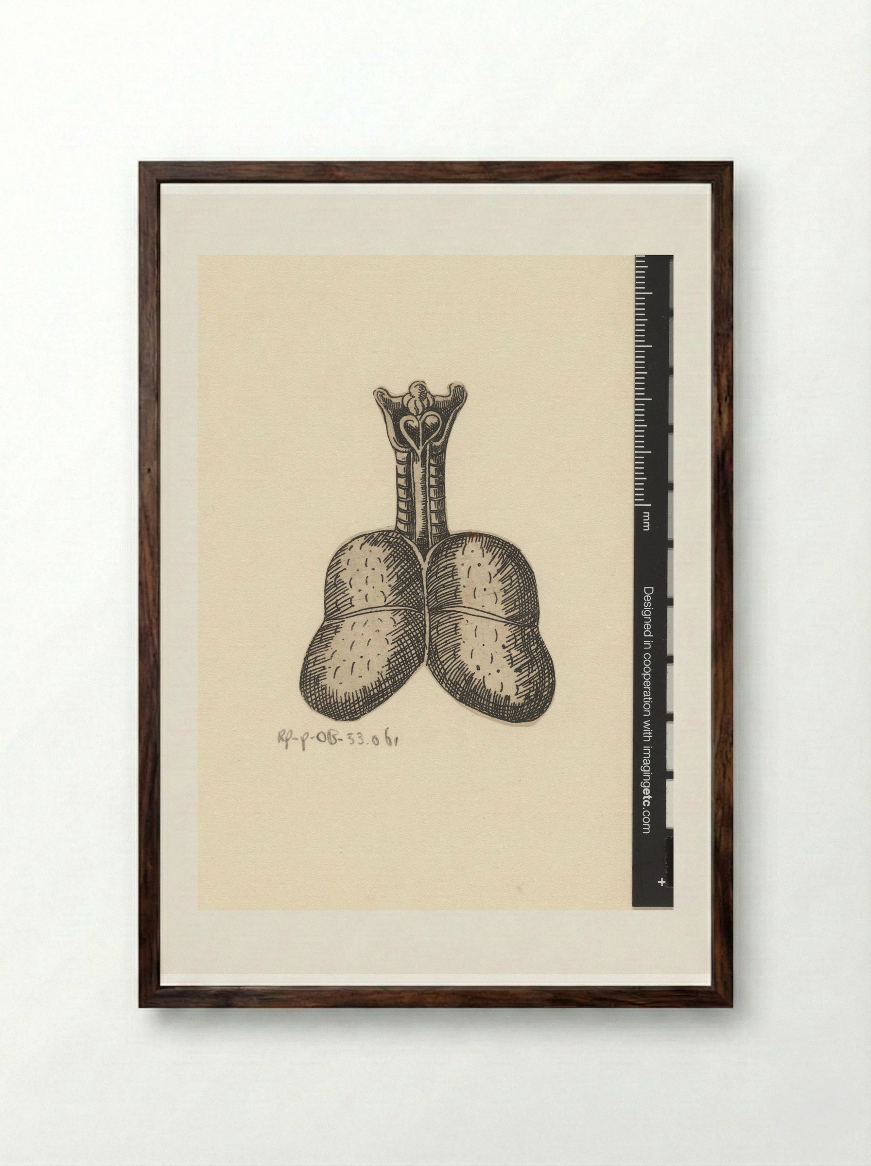 Longen en luchtpijp - Lucas Kilian - Framed Print Dark Wood