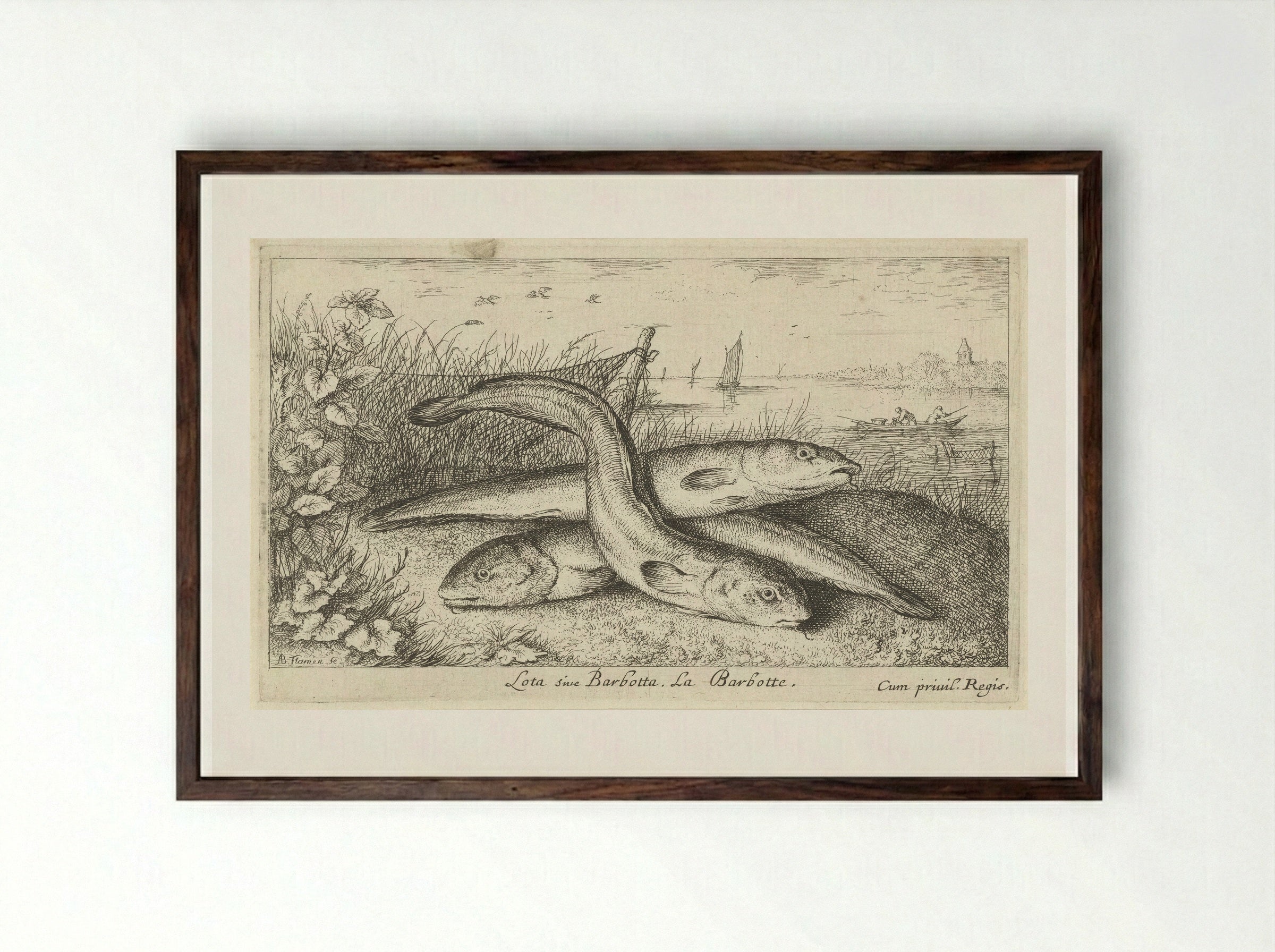 Lota sive Barbotta (Three Burbot on a Riverbank) - Albert Flamen - Framed Print Dark Wood