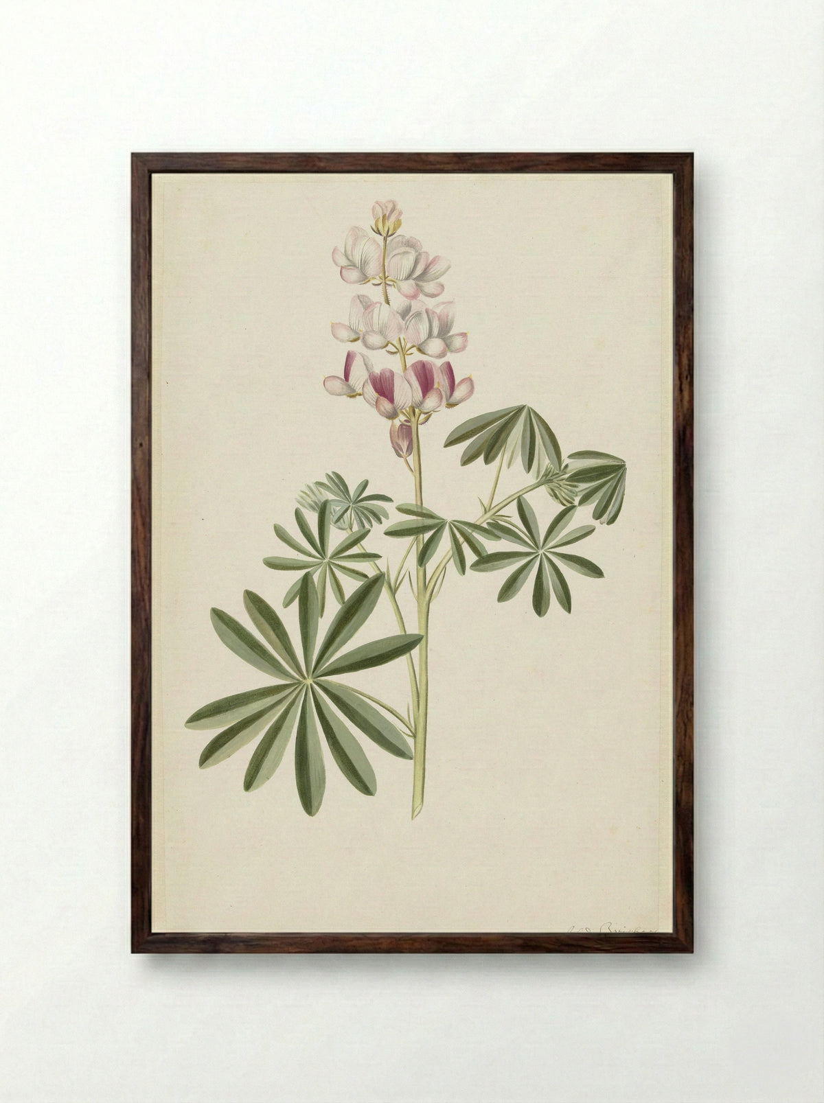 Lupine (Lupinus angustifolius) - Alida Withoos - Framed Print Dark Wood