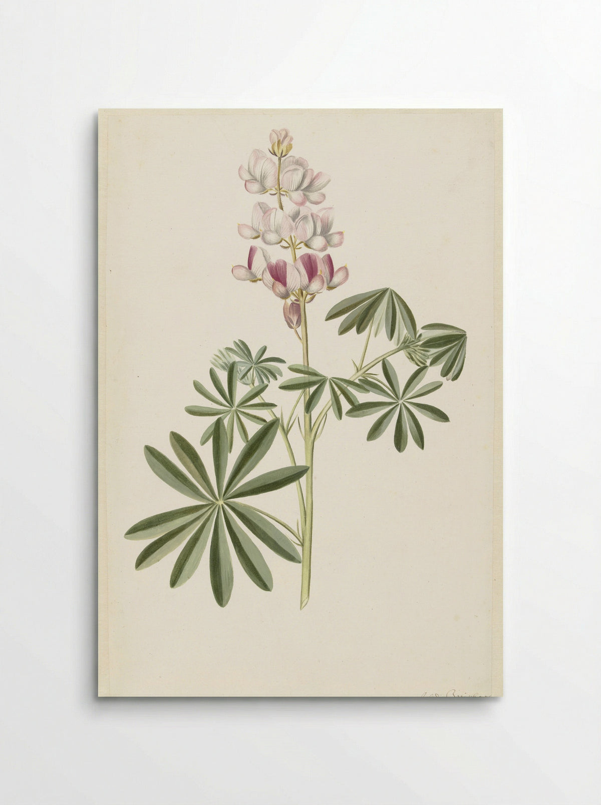 Lupine (Lupinus angustifolius) - Alida Withoos - Poster