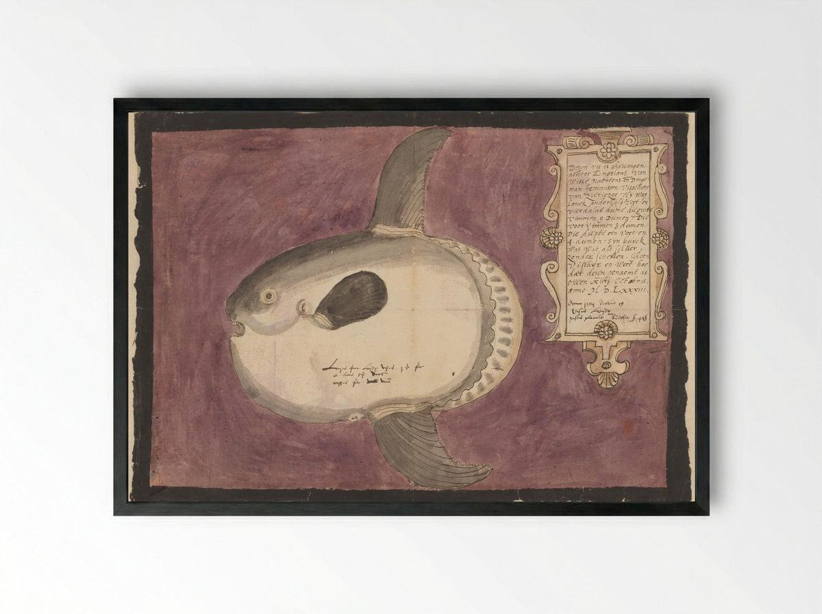 Maanvis (Mola mola) - Adriaen Coenen - Framed Print Black