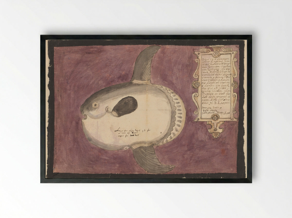 Maanvis (Mola mola) - Adriaen Coenen - Framed Print Black