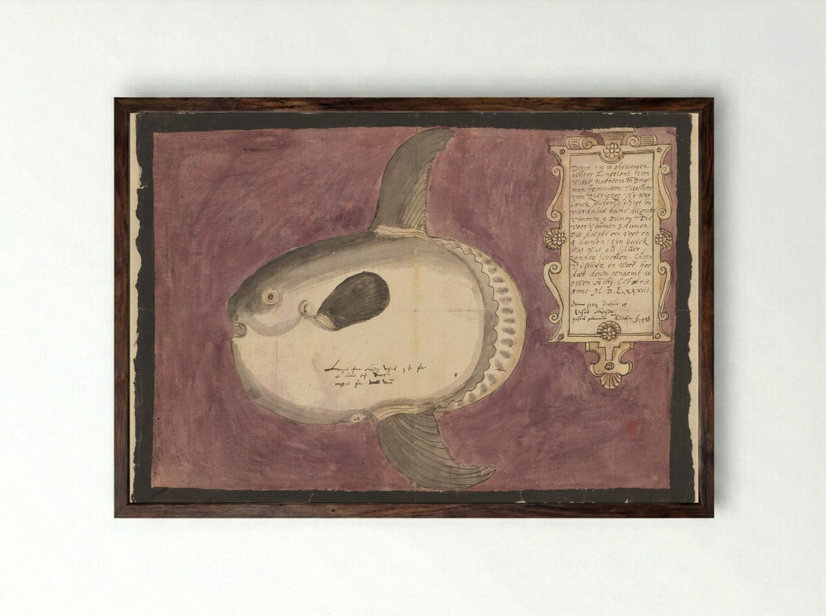 Maanvis (Mola mola) - Adriaen Coenen - Framed Print Dark Wood