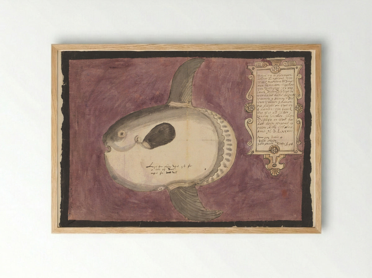 Maanvis (Mola mola) - Adriaen Coenen - Framed Print Wood