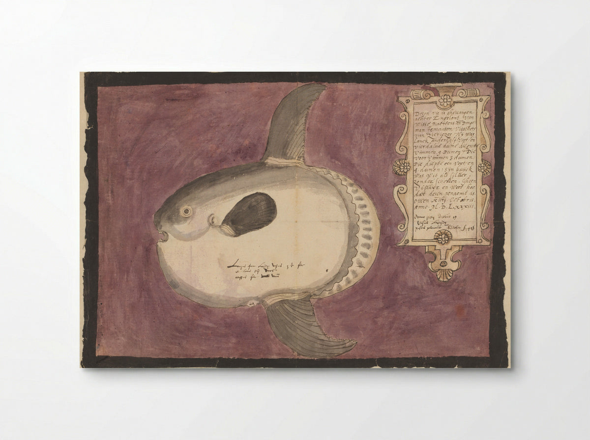 Maanvis (Mola mola) - Adriaen Coenen - Poster
