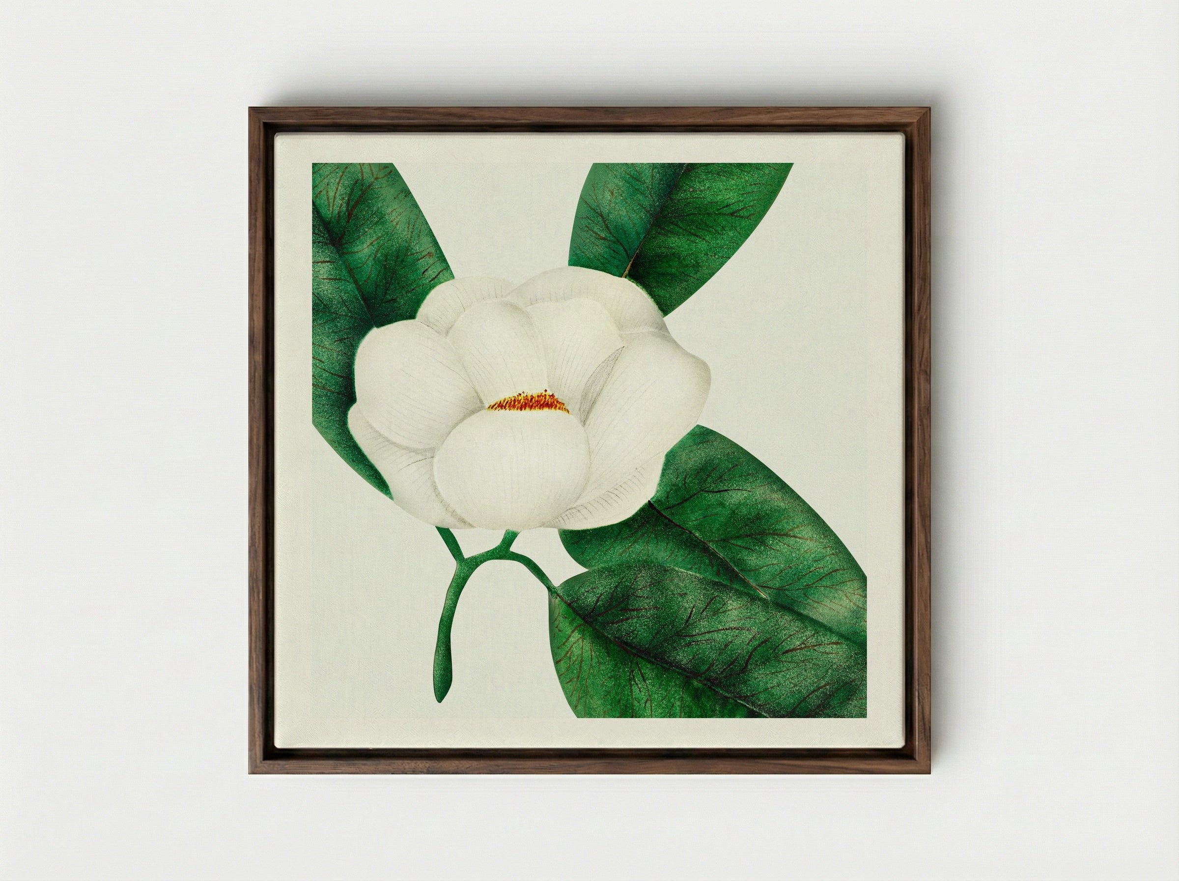 Magnolia - Mary Altha Nims - Framed Canvas Dark Wood