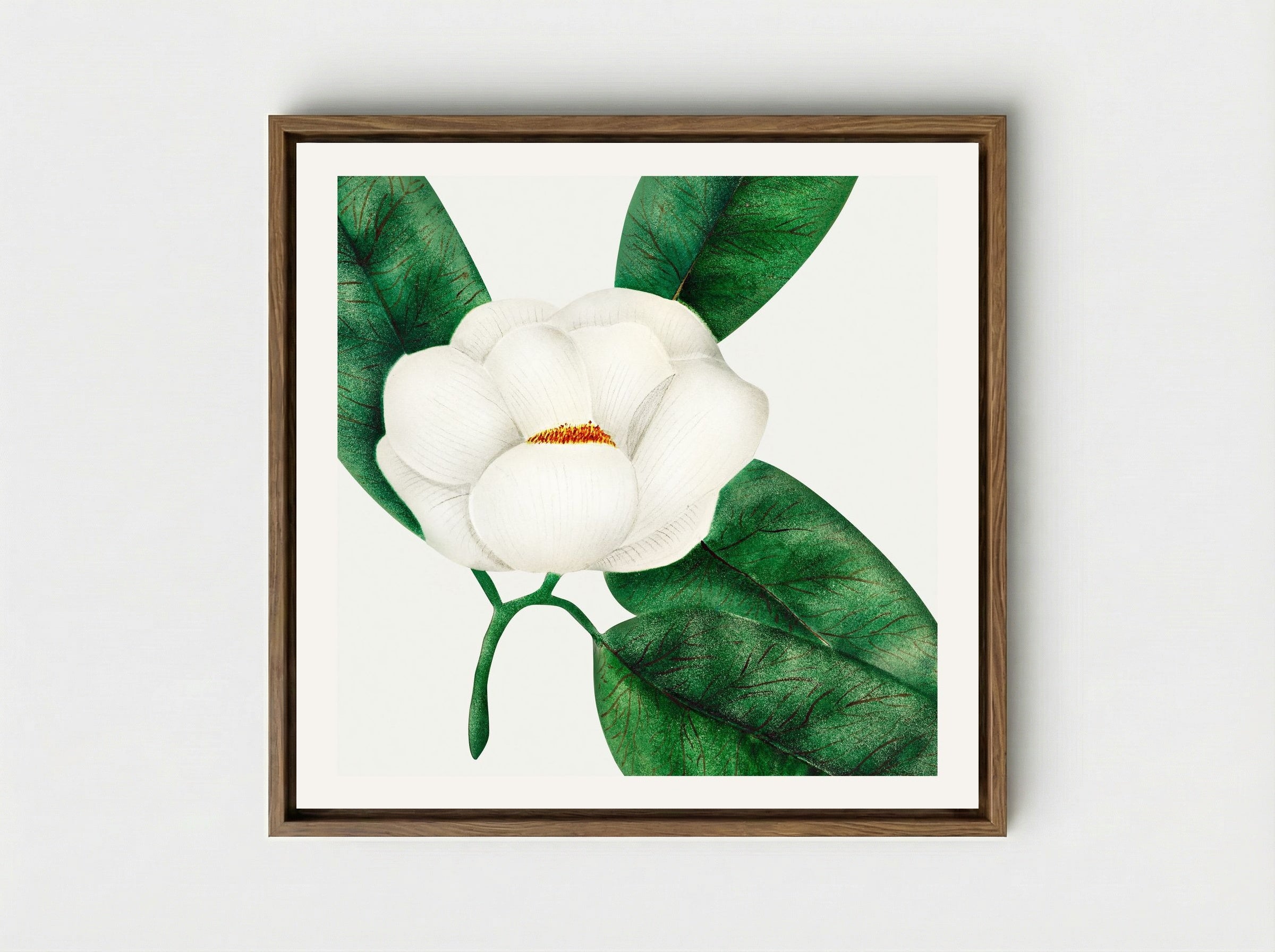 Magnolia - Mary Altha Nims - Framed Canvas Wood