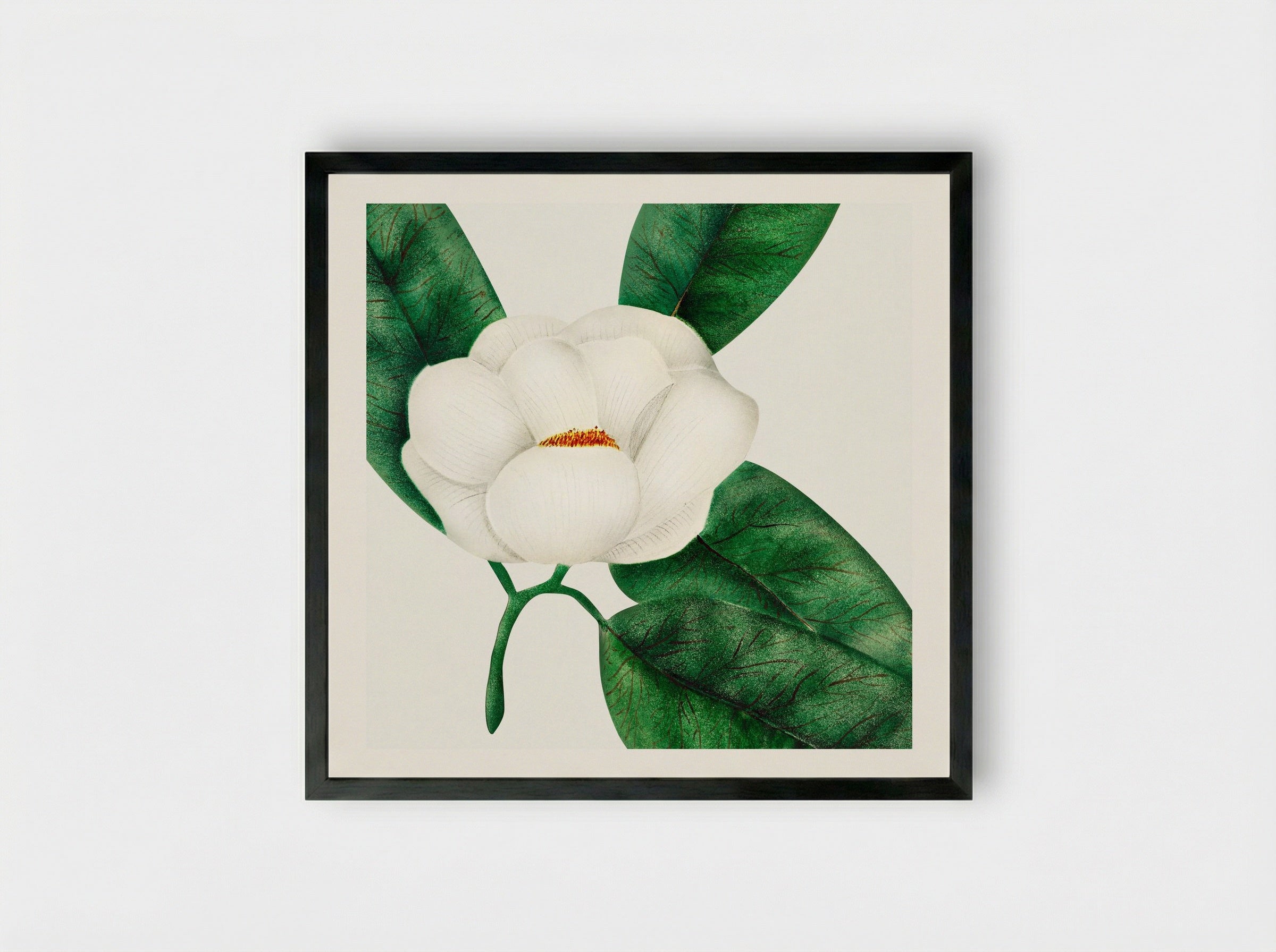 Magnolia - Mary Altha Nims - Framed Print Black
