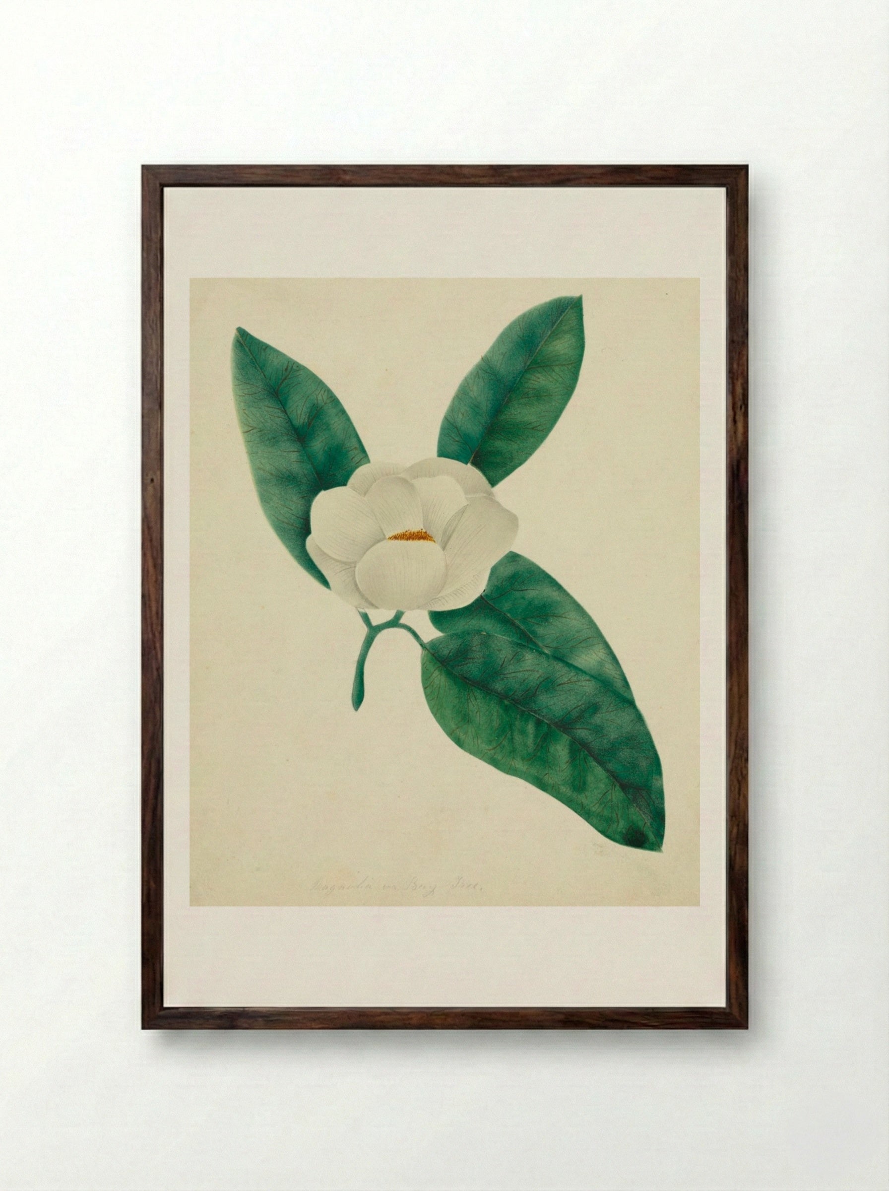 Magnolia - Mary Altha Nims - Framed Print Dark Wood