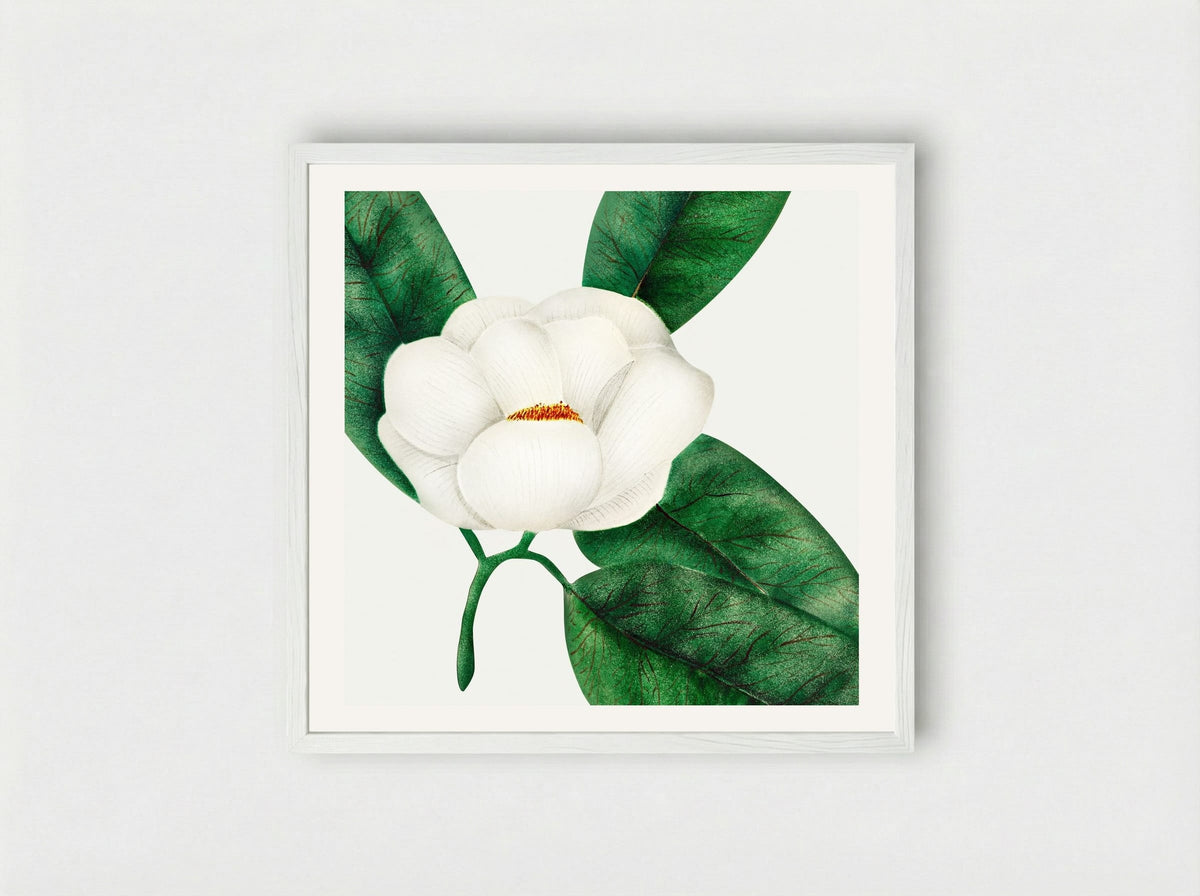 Magnolia - Mary Altha Nims - Framed Print White
