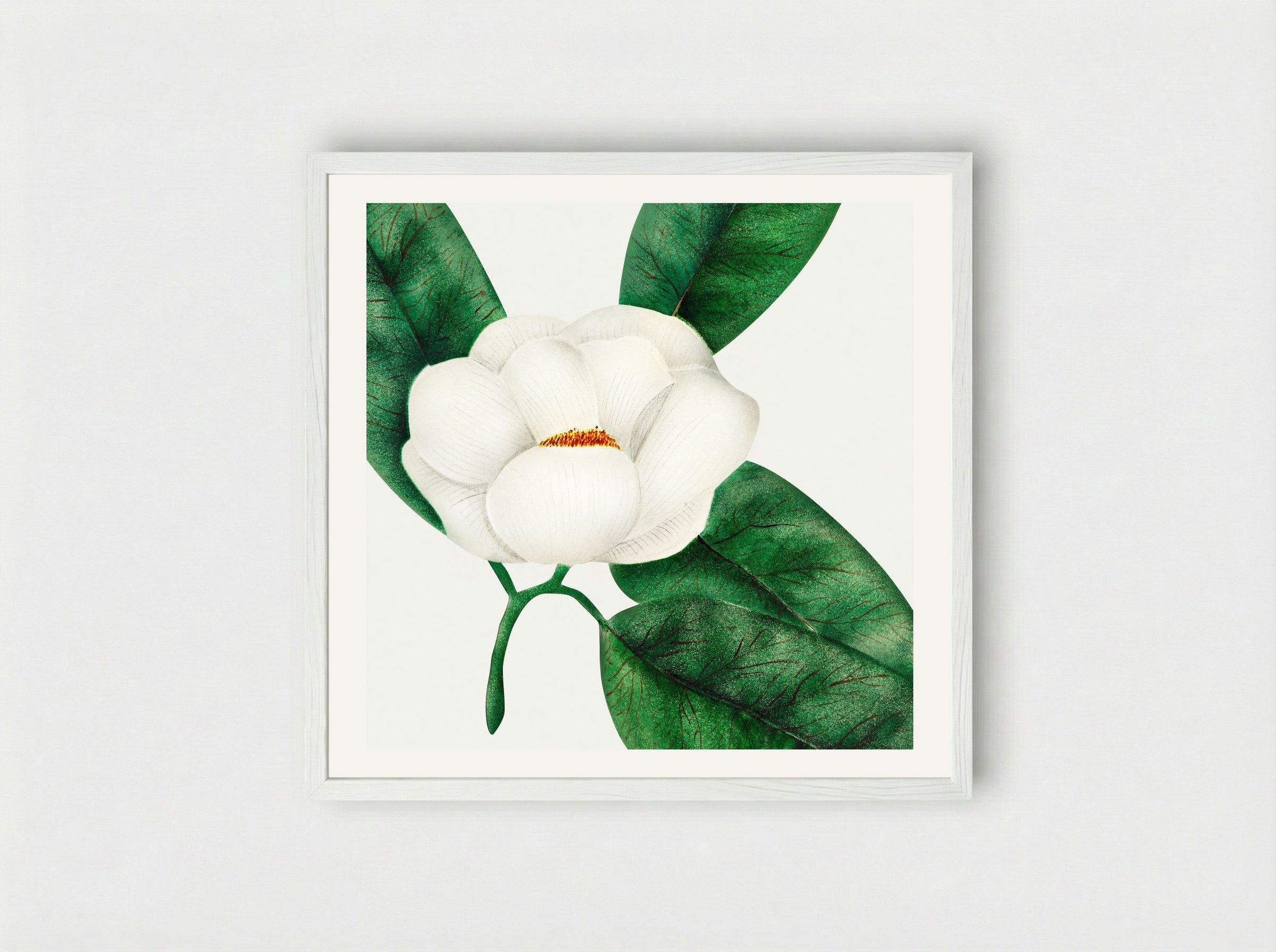 Magnolia - Mary Altha Nims - Framed Print White