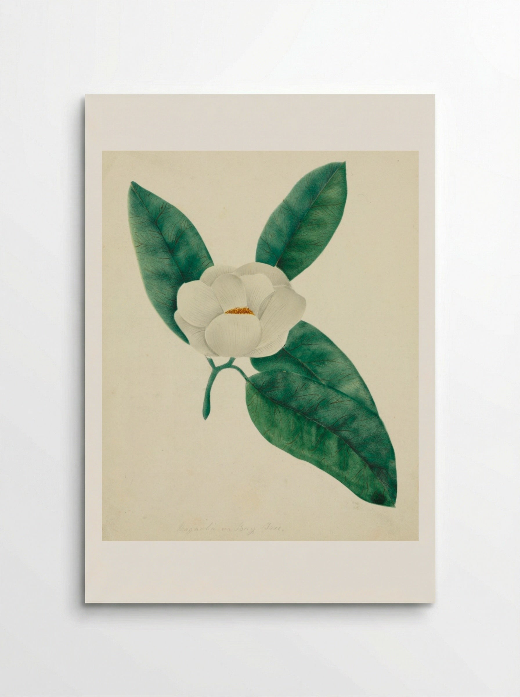 Magnolia - Mary Altha Nims - Poster