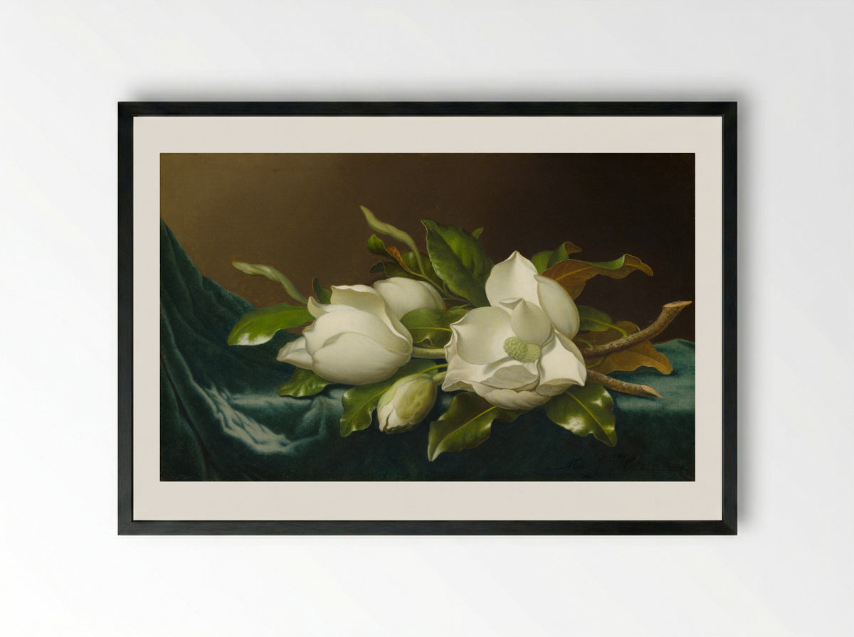 Magnolias on Light Blue Velvet Cloth - Martin Johnson Heade - Framed Print Black