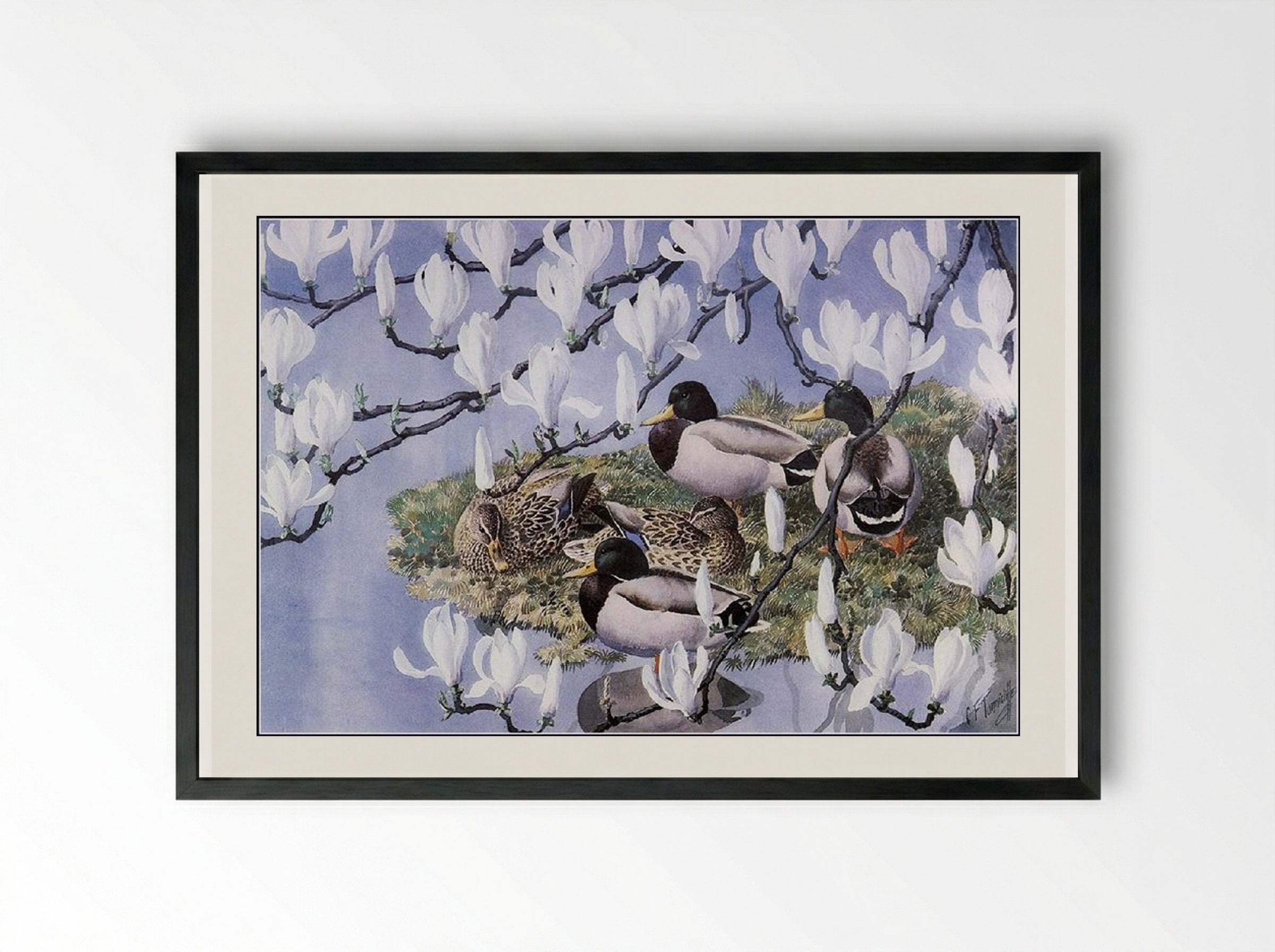 Mallards and Magnolias - Charles Tunnicliffe - Framed Print Black