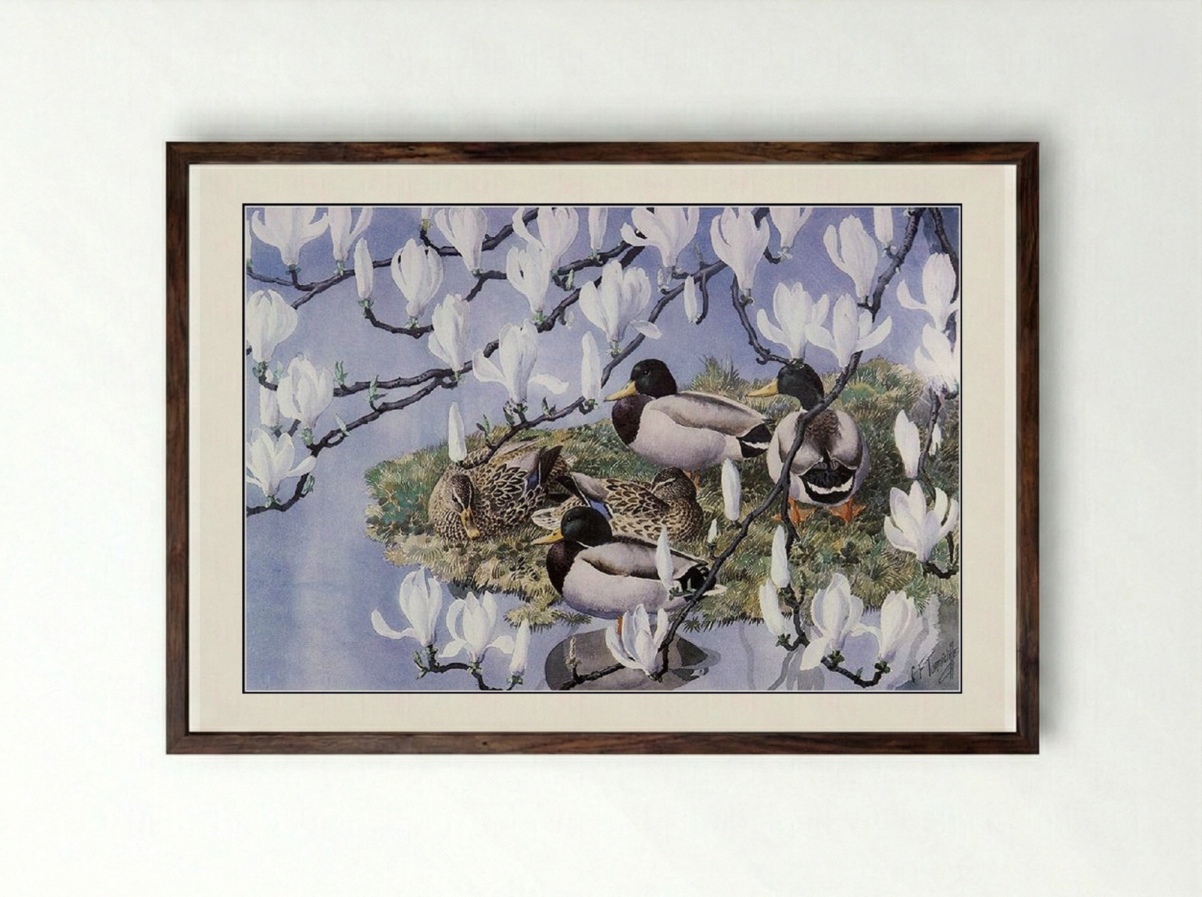 Mallards and Magnolias - Charles Tunnicliffe - Framed Print Dark Wood