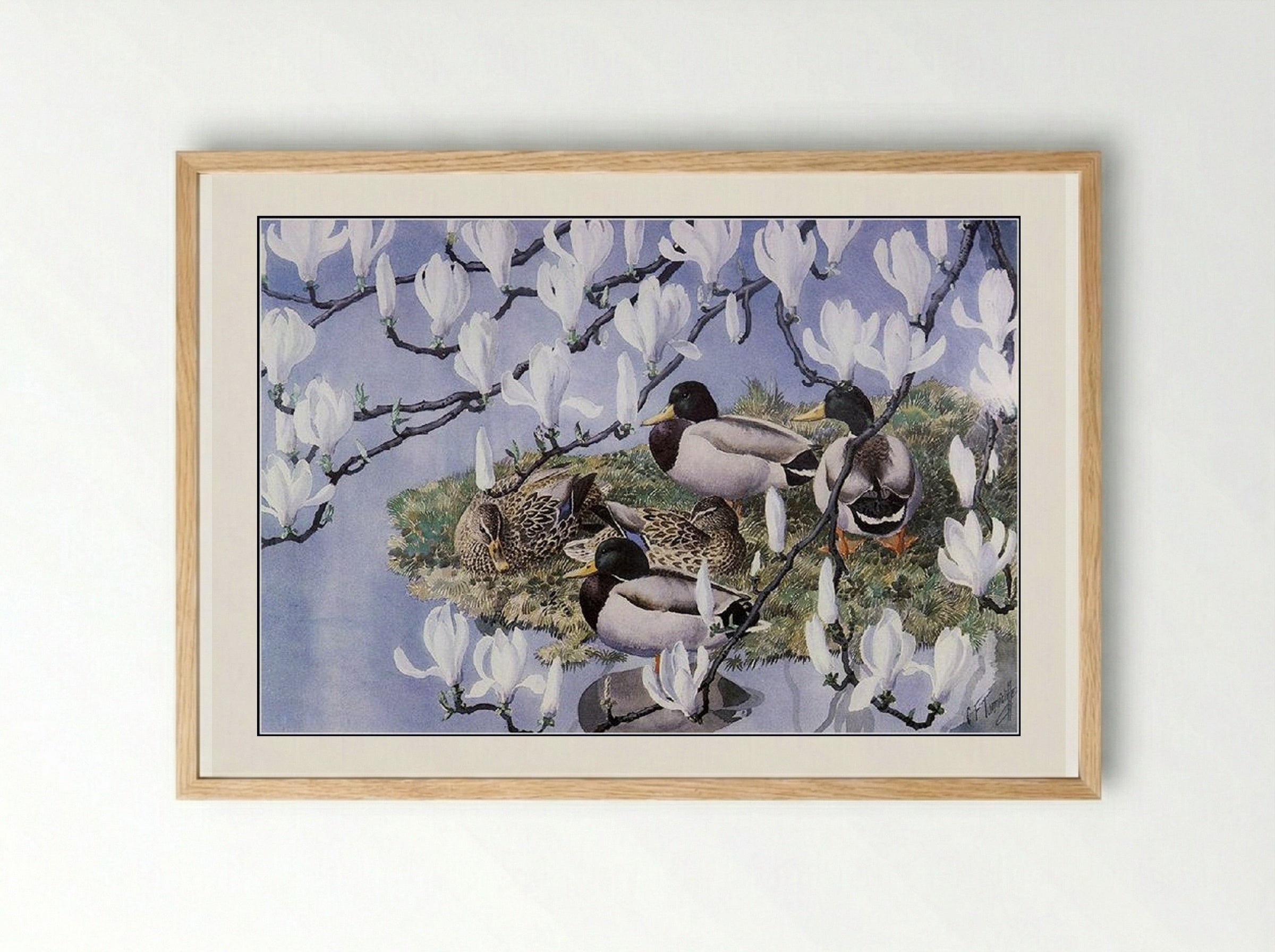 Mallards and Magnolias - Charles Tunnicliffe - Framed Print Wood