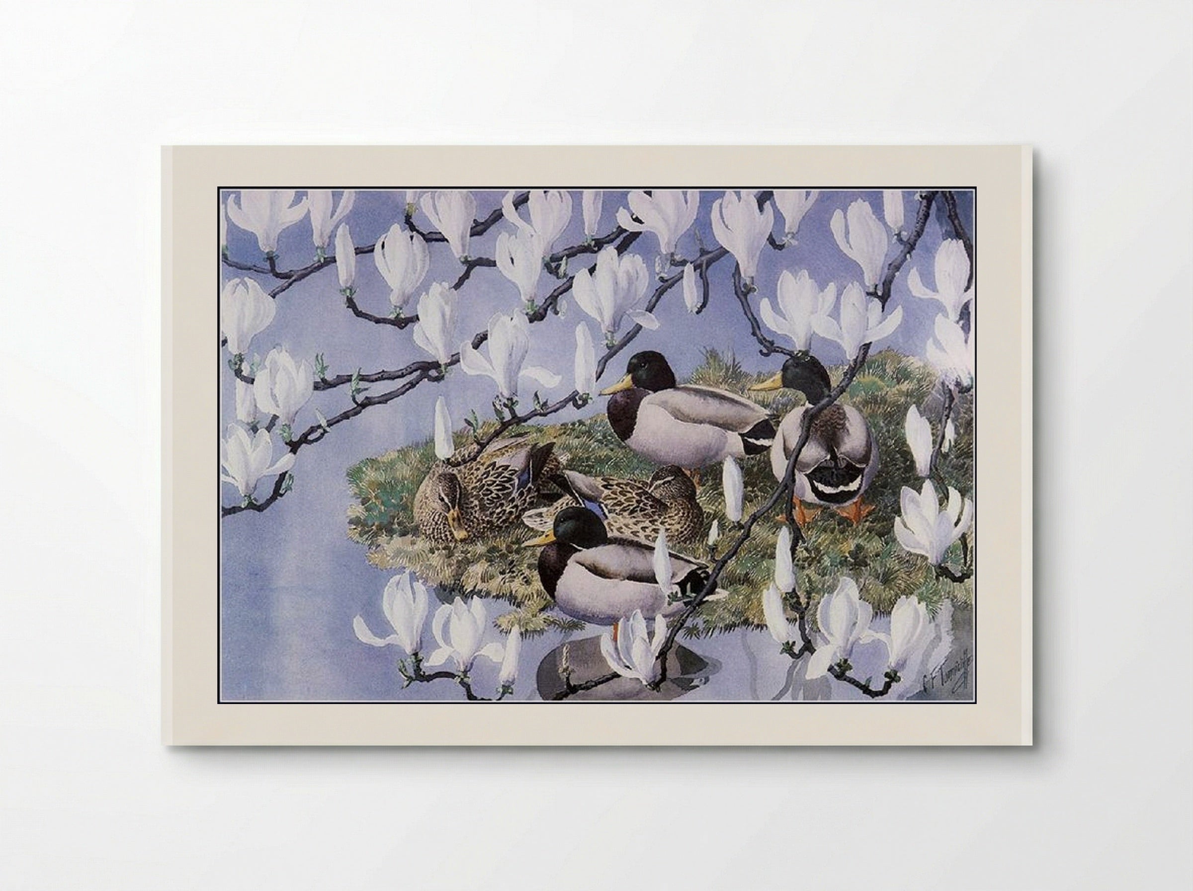 Mallards and Magnolias - Charles Tunnicliffe - Poster